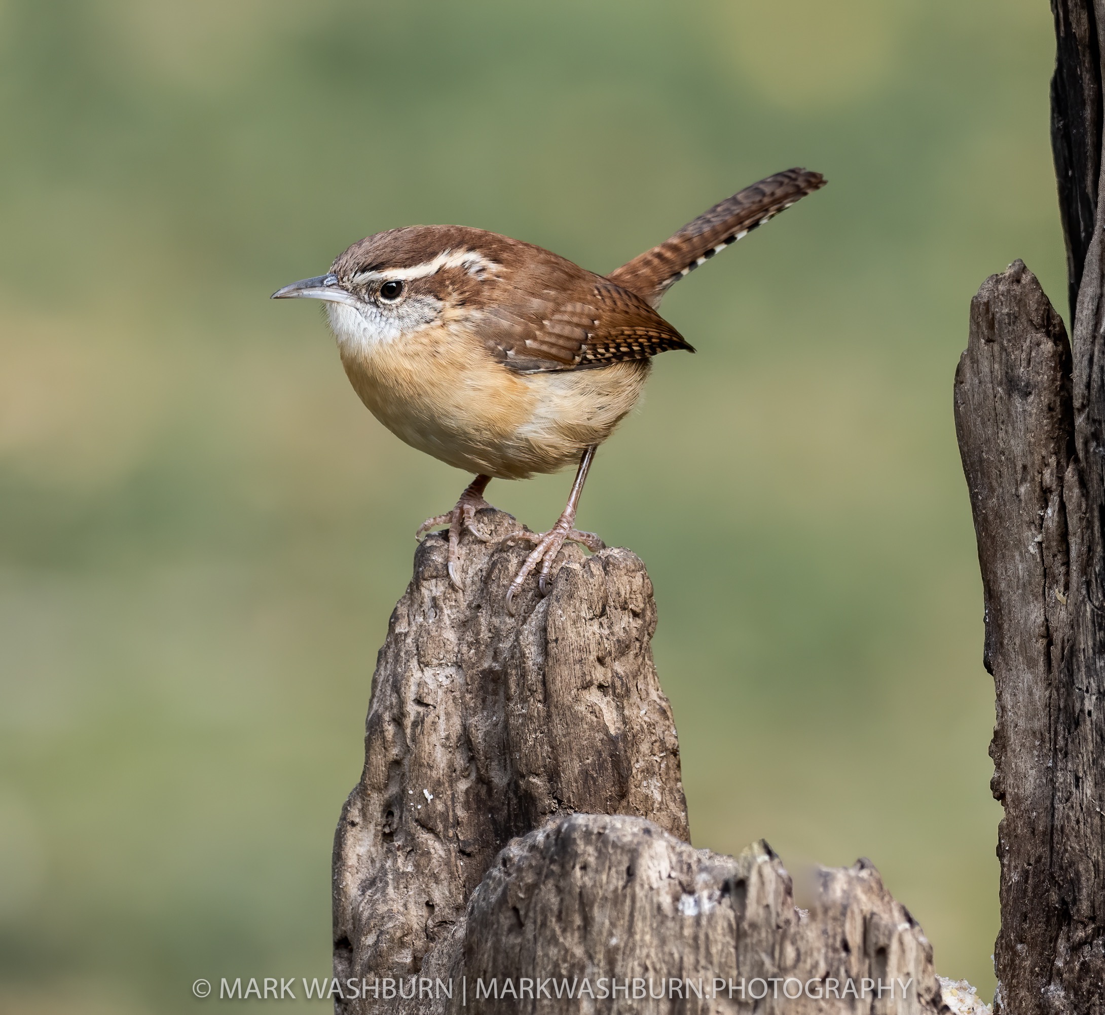 carolina-wren-2020-3.jpg