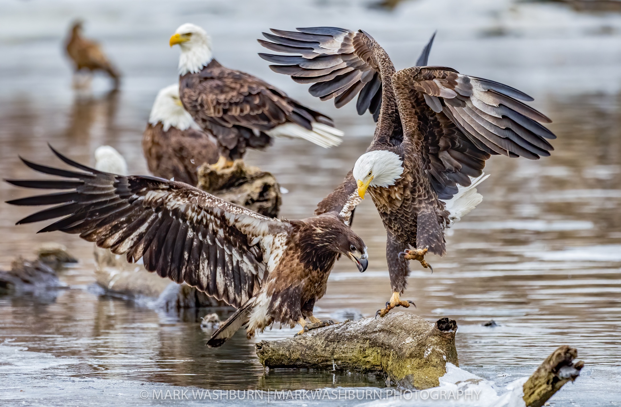 eagle-hot-spot-3.jpg eagle-hot-spot-3.jpg