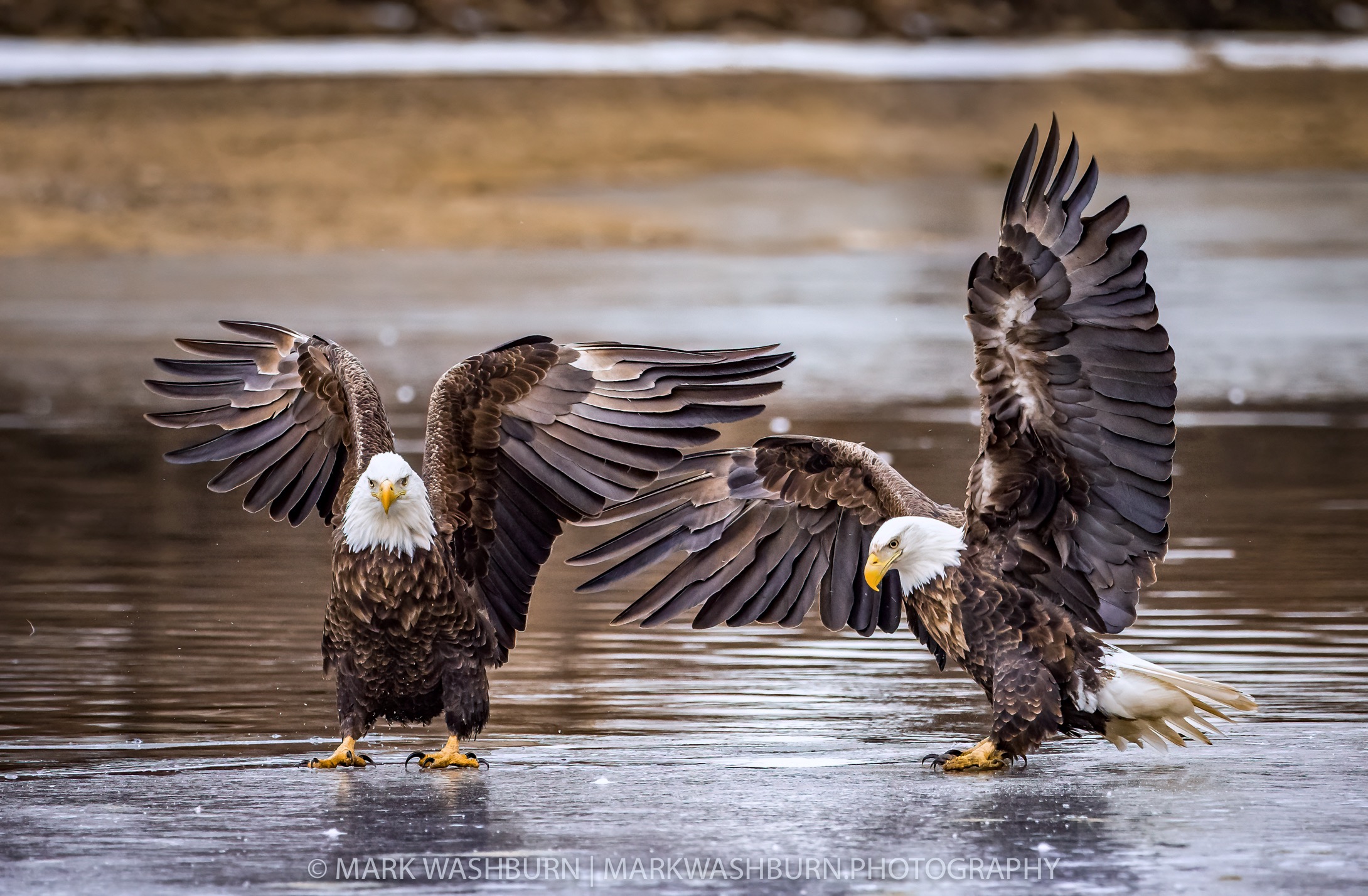 eagle-ice-dancers.jpg eagle-ice-dancers.jpg
