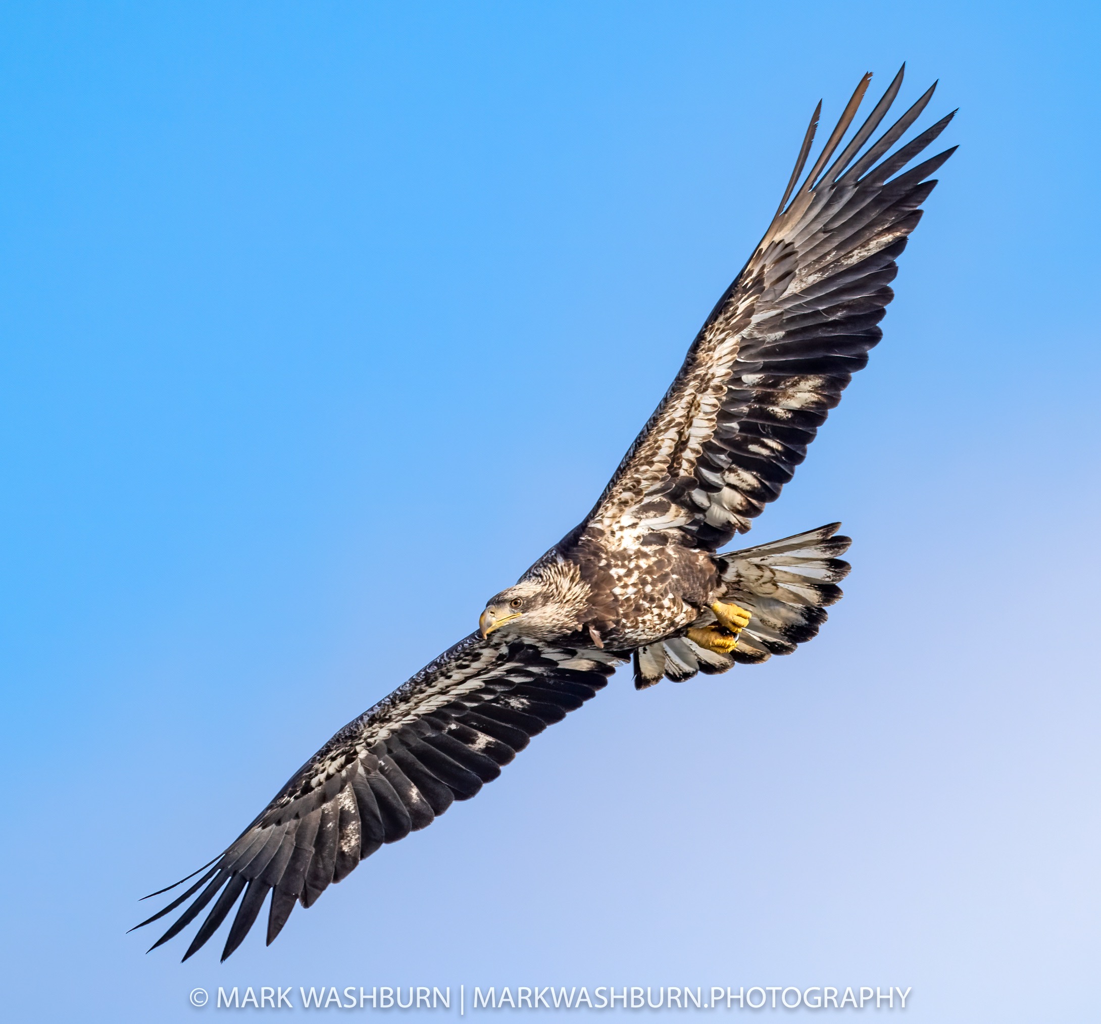 eagle-light-example-sky.jpg eagle-light-example-sky.jpg