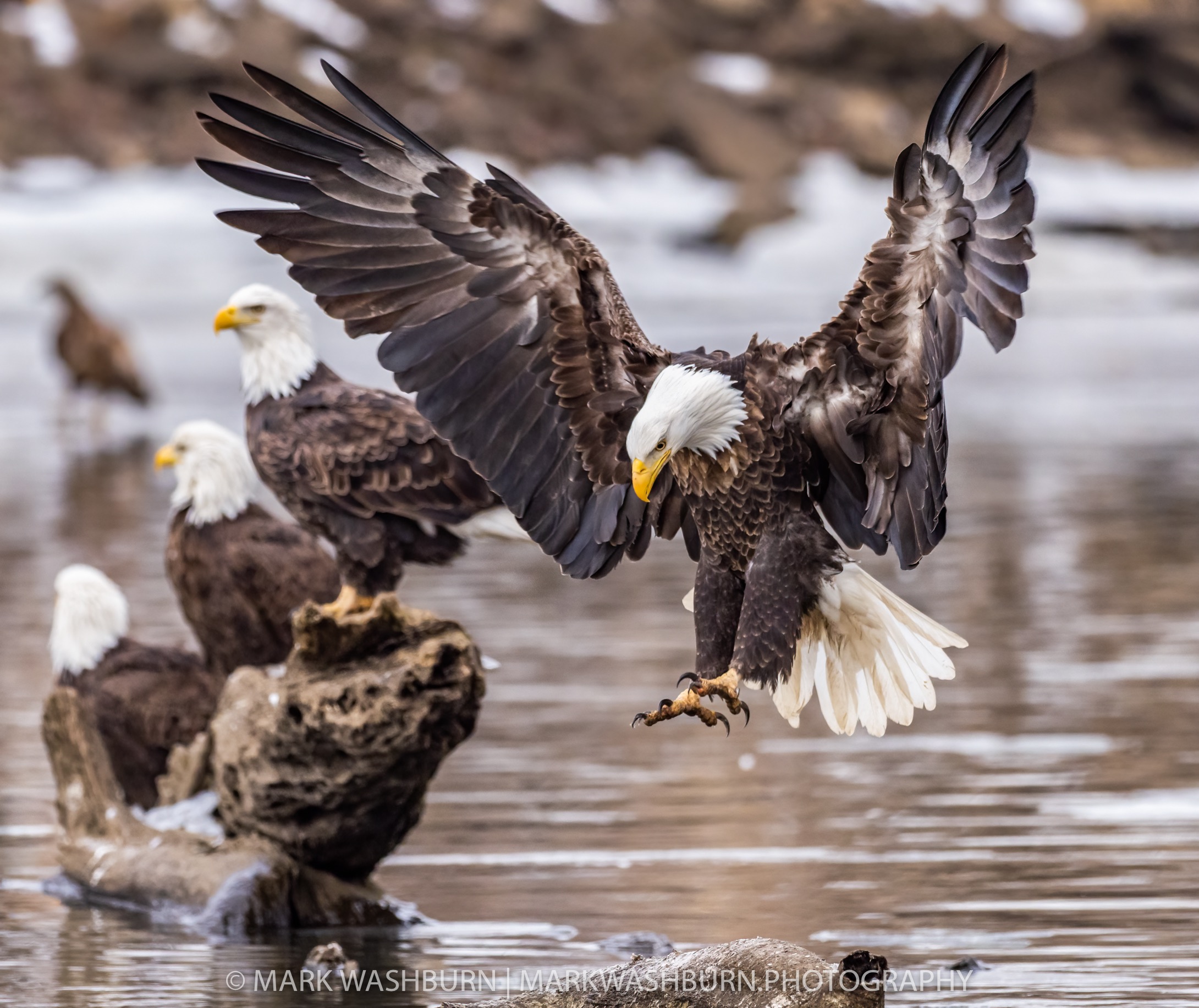 eagle-one-room.jpg eagle-one-room.jpg