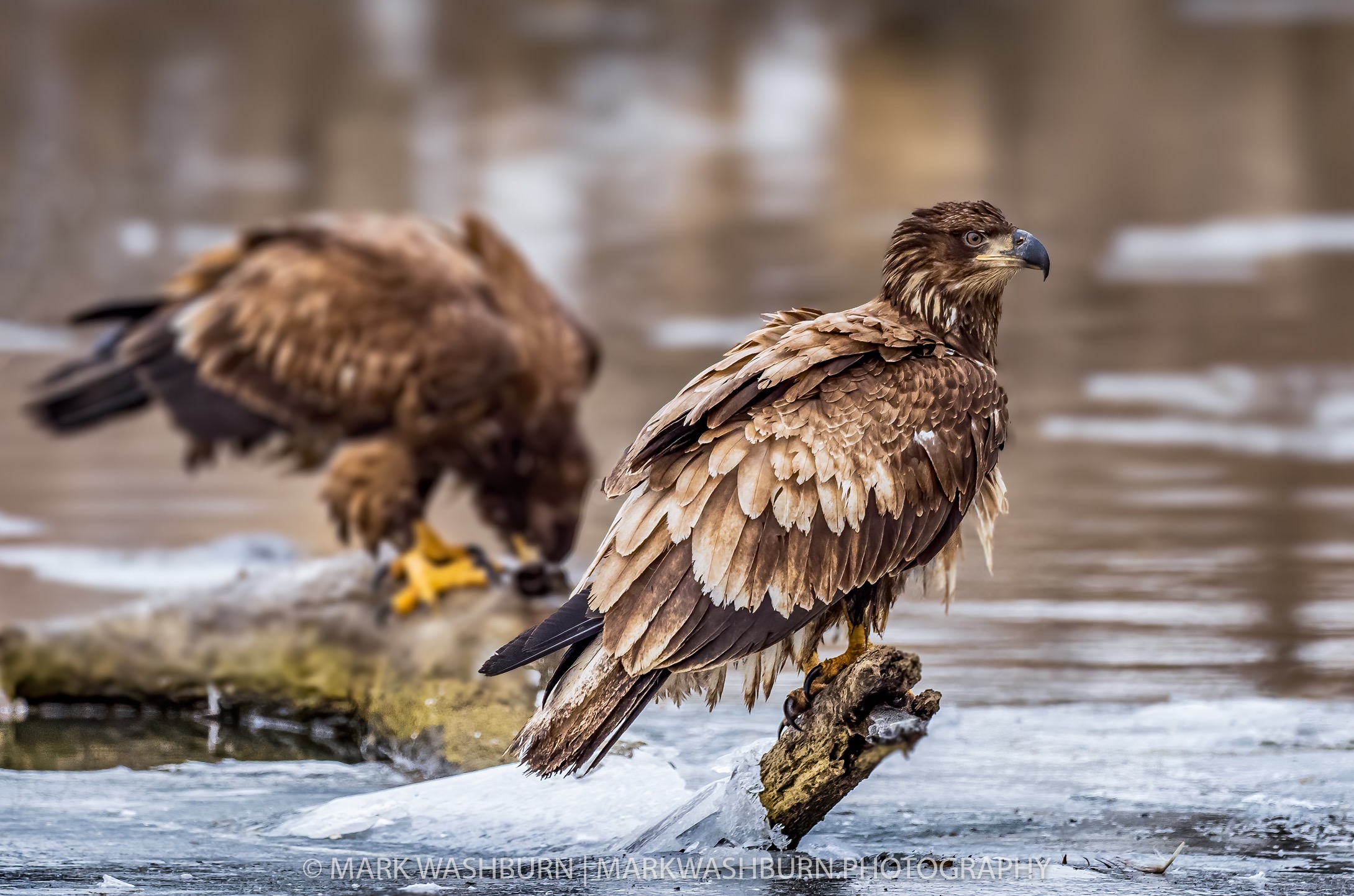 eagle-waiting.jpg eagle-waiting.jpg