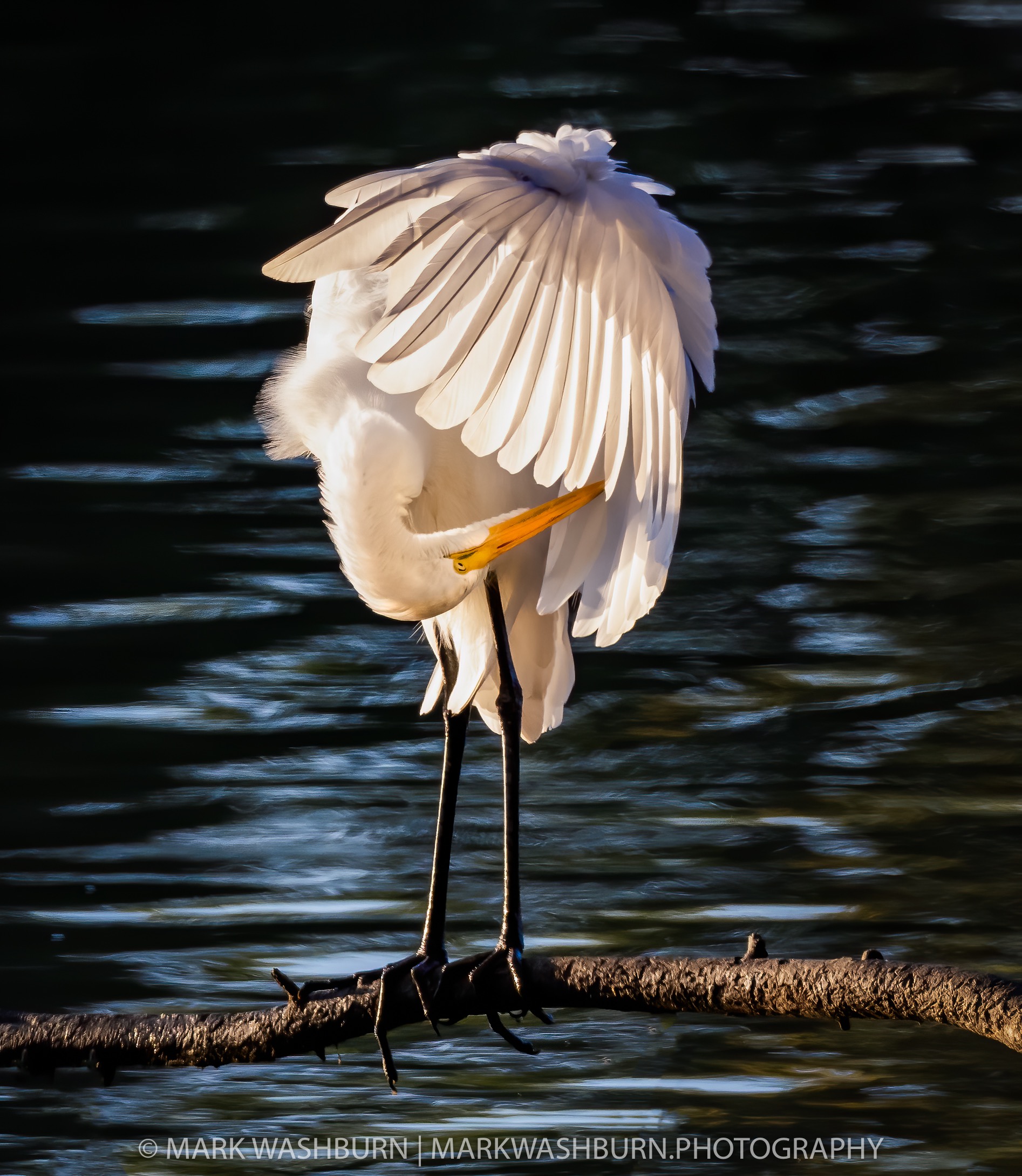 egret-under-the-hood.jpg egret-under-the-hood.jpg
