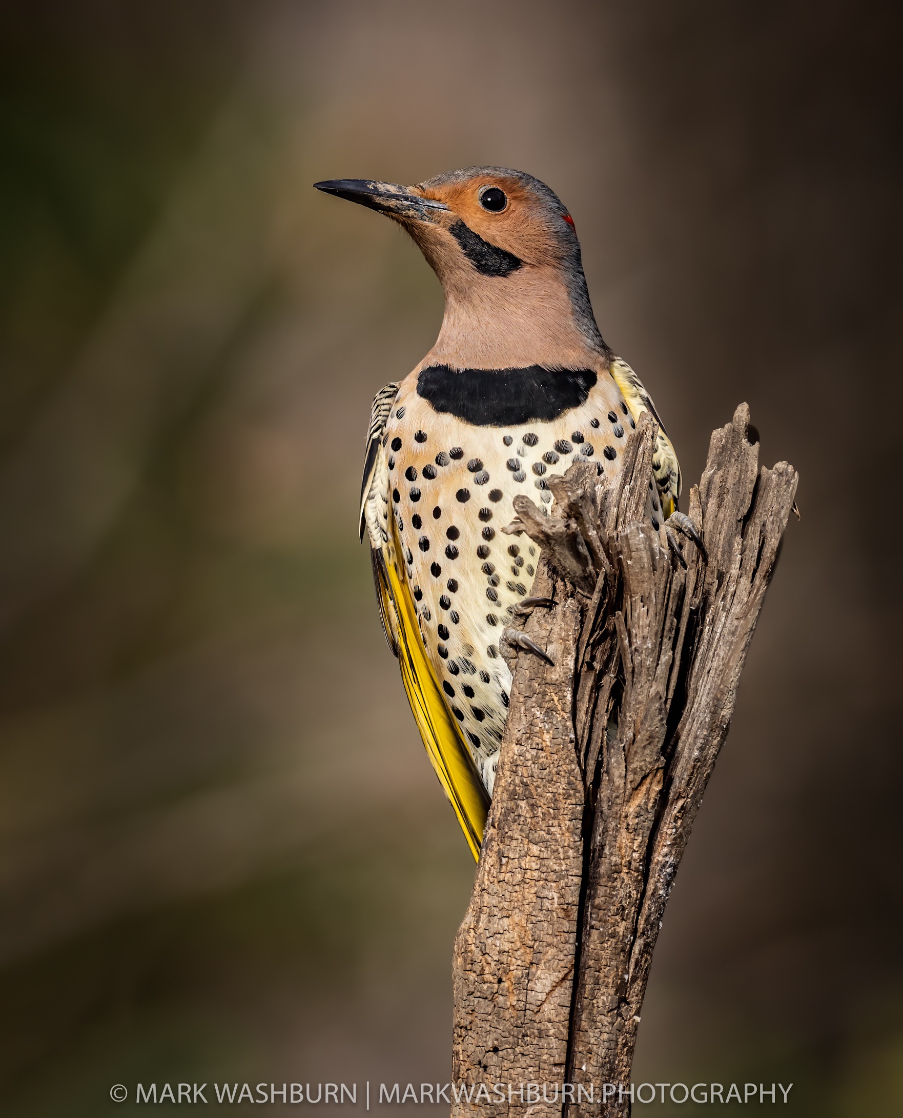 flicker-fall-2020-5.jpg flicker-fall-2020-5.jpg