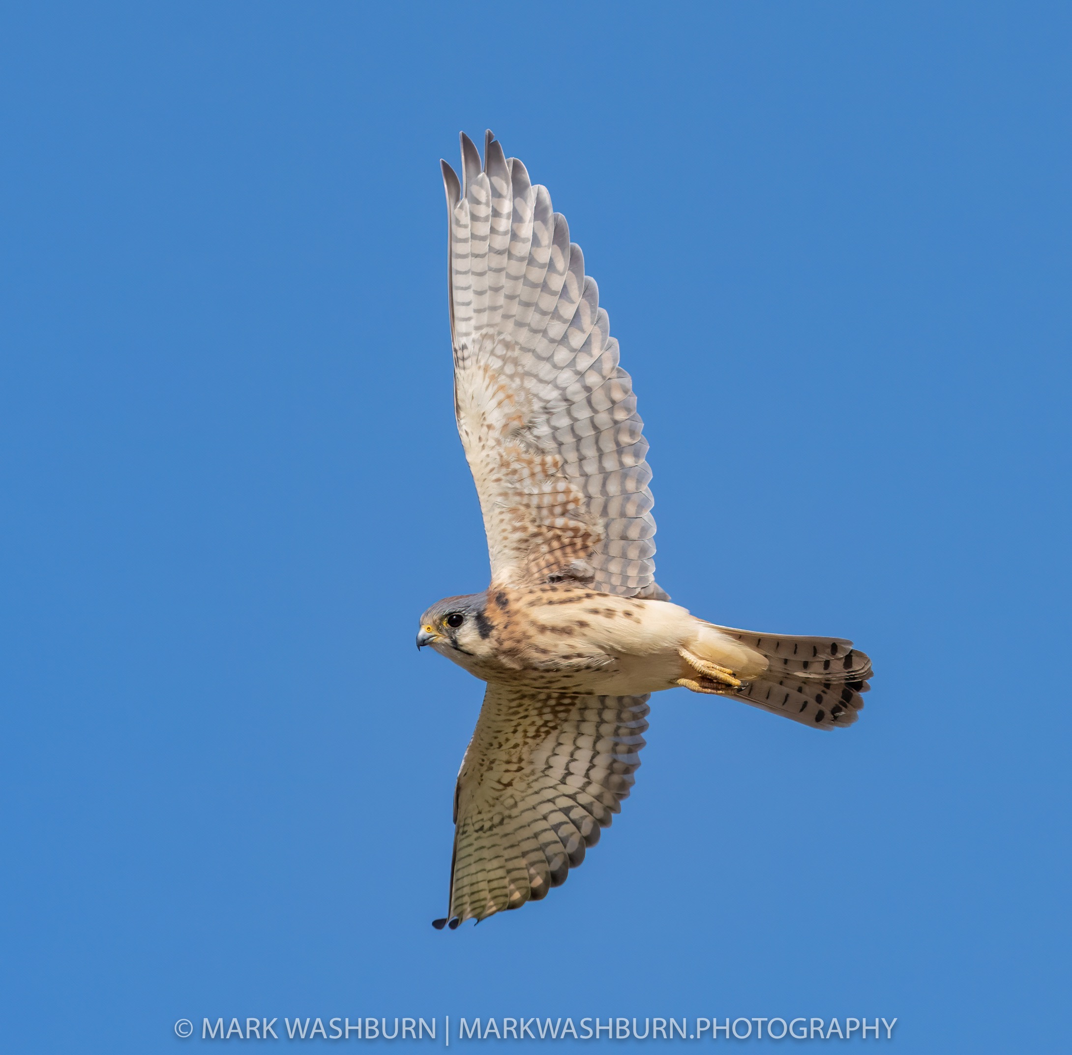 kestrel-blue-2.jpg Kestrel blue 2