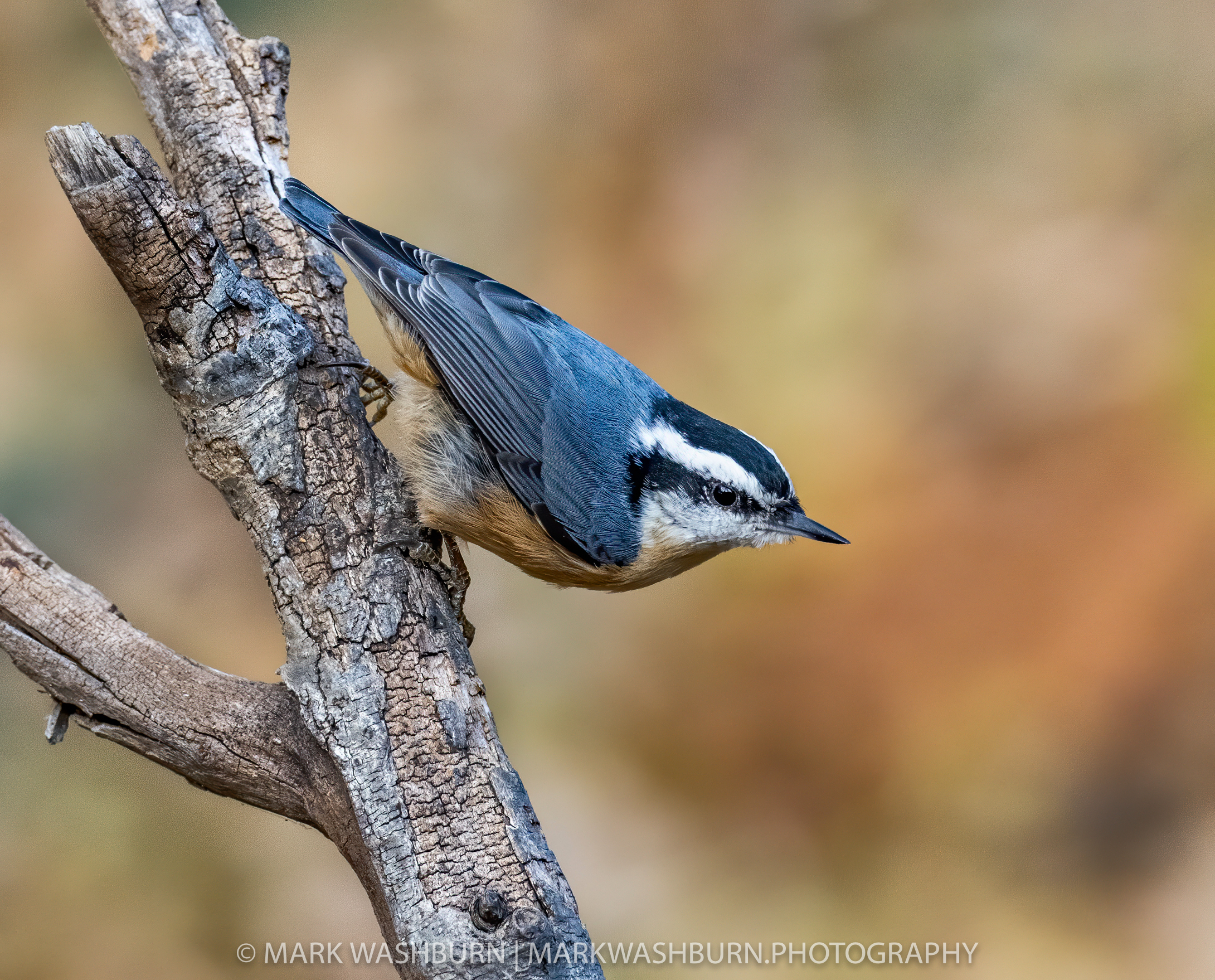 nuthatch-red-9.jpg nuthatch-red-9.jpg