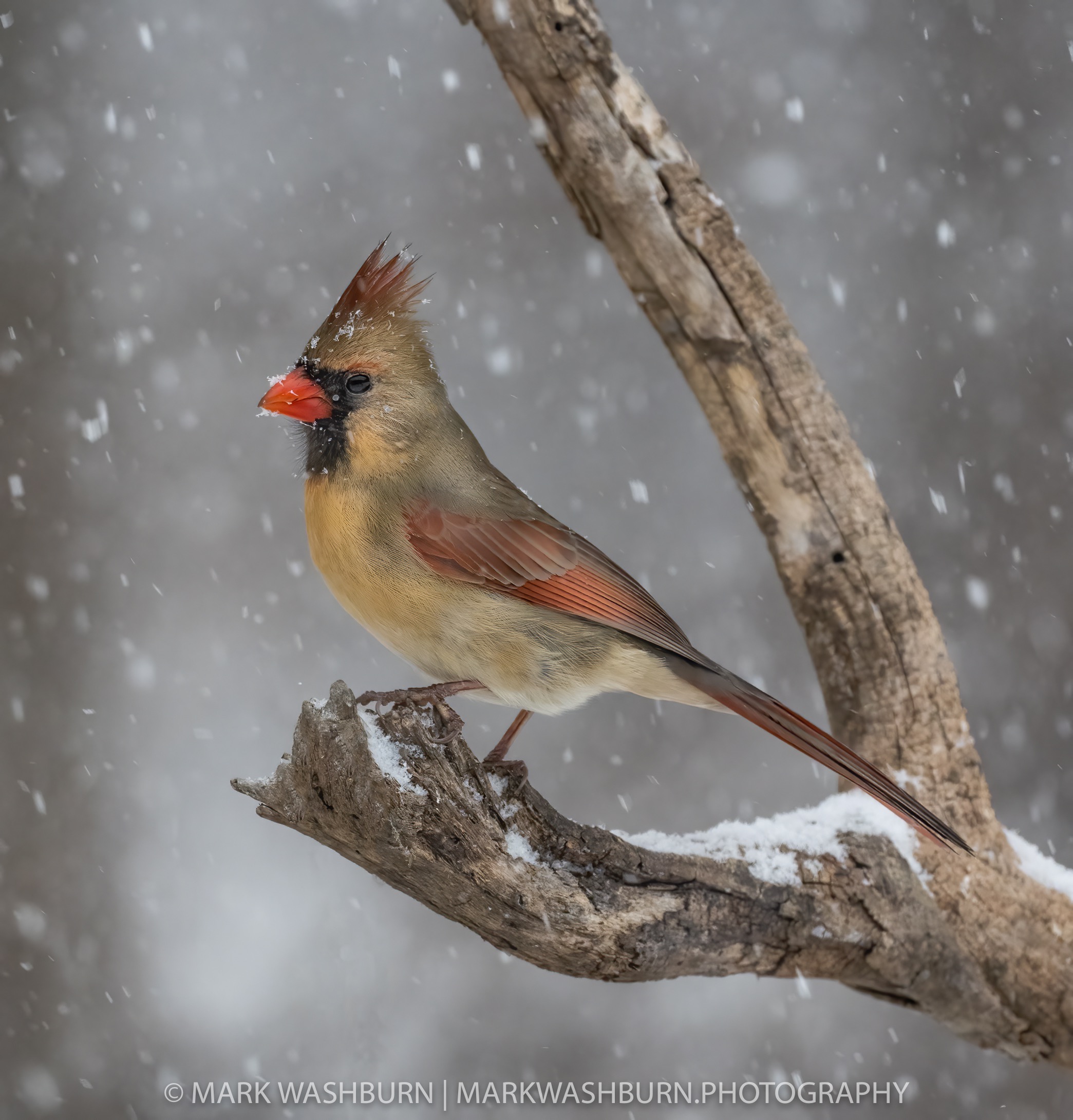 cardinal-snowday-7.jpg cardinal-snowday-7.jpg