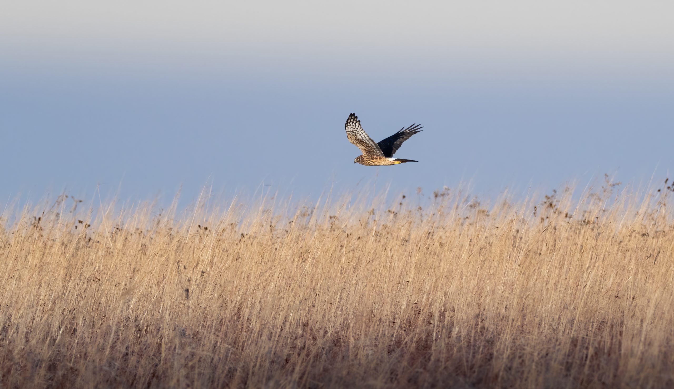 marsh-hawk-prairie.jpg