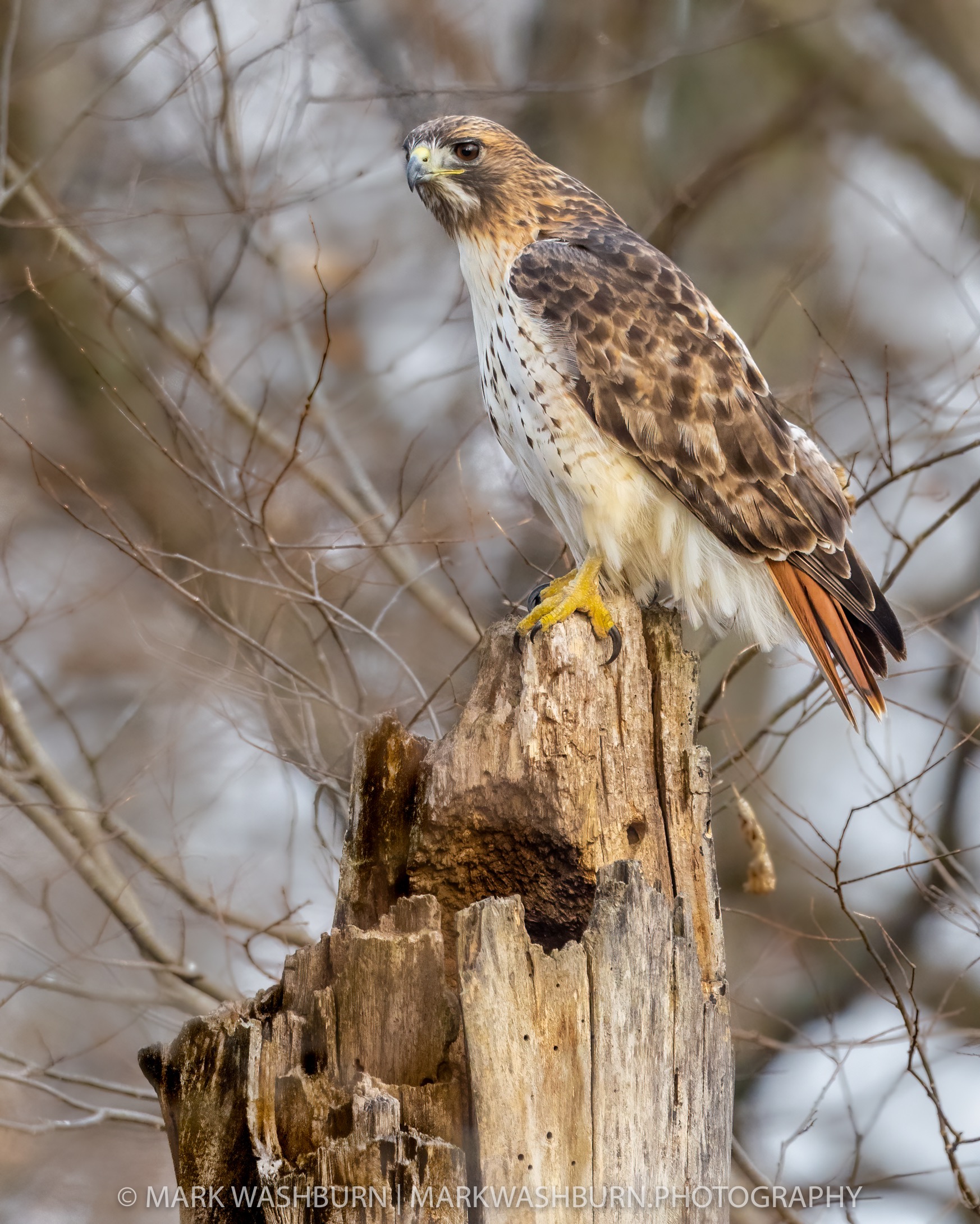 redtail-old-guard.jpg redtail-old-guard.jpg