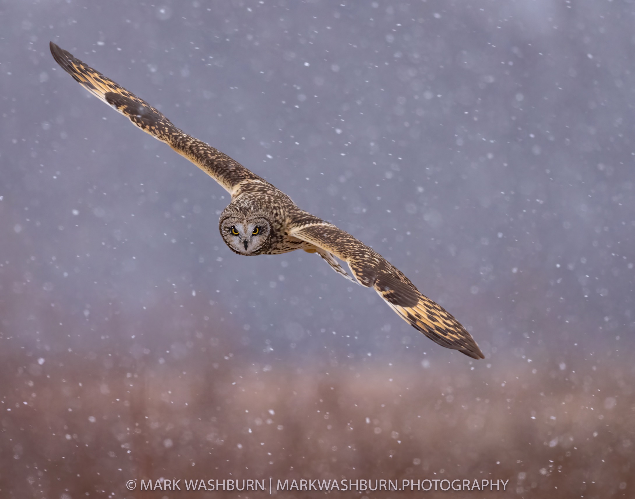 seo-snowfall-8.jpg