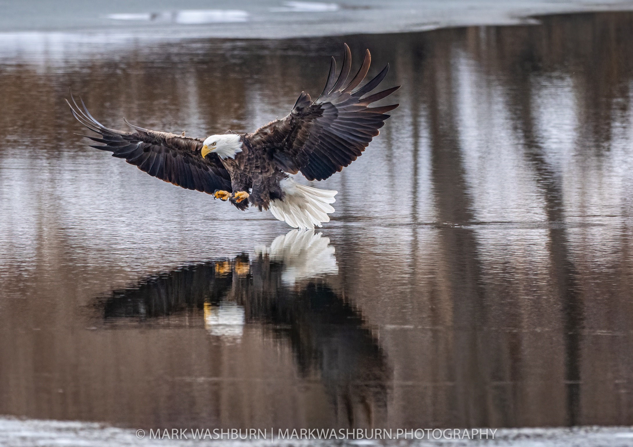 eagle-fish-catch-5.jpg eagle-fish-catch-5.jpg