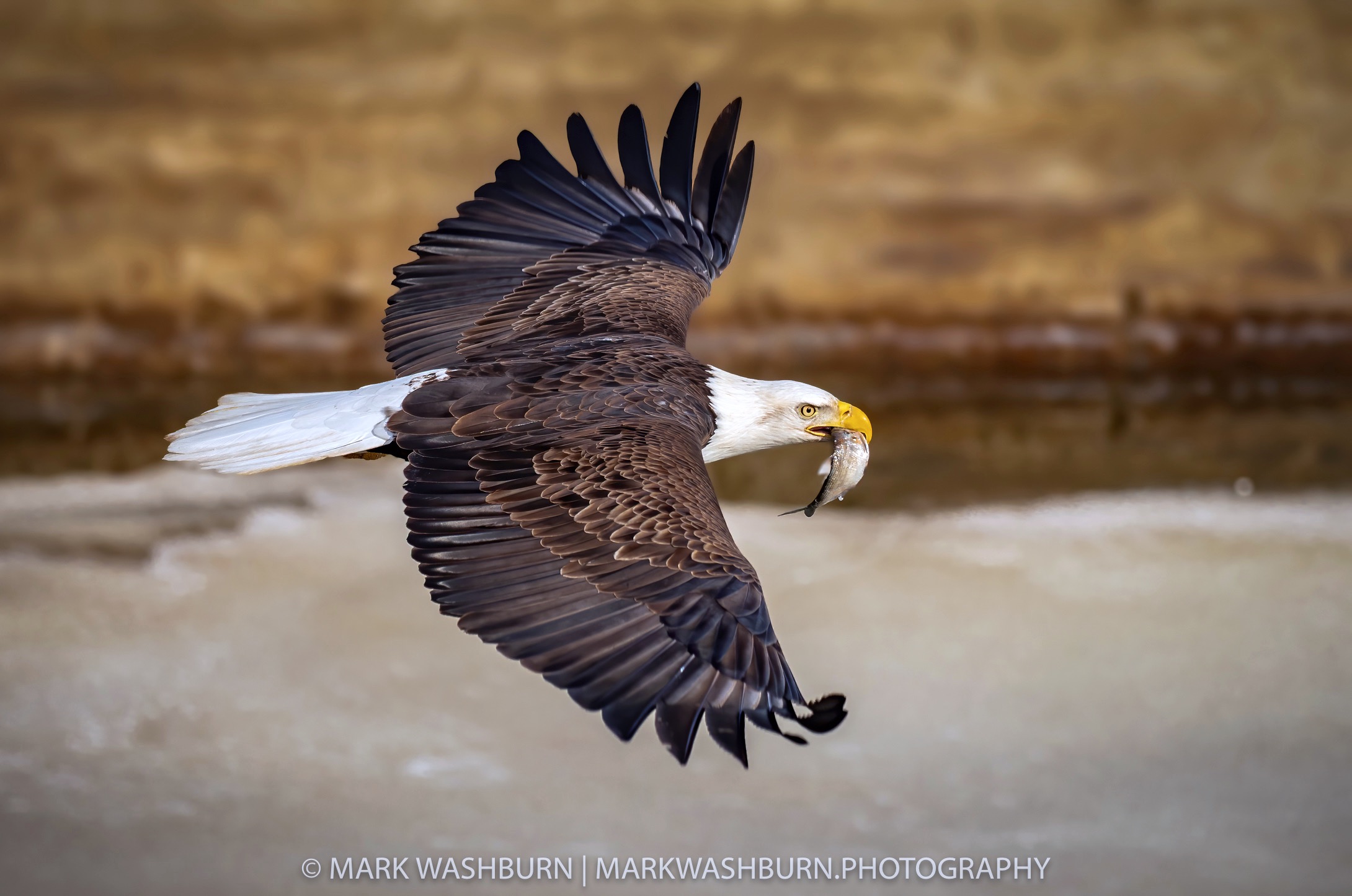 eagle-mouthful.jpg Eagle mouthful