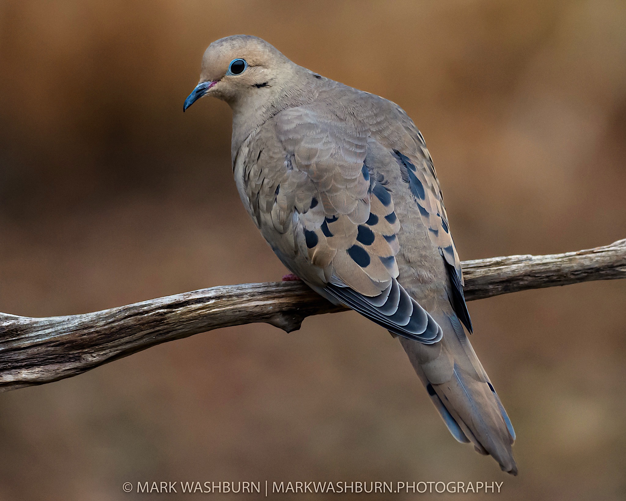morning-dove-simple-magnificence.jpg Morning dove simple magnificence