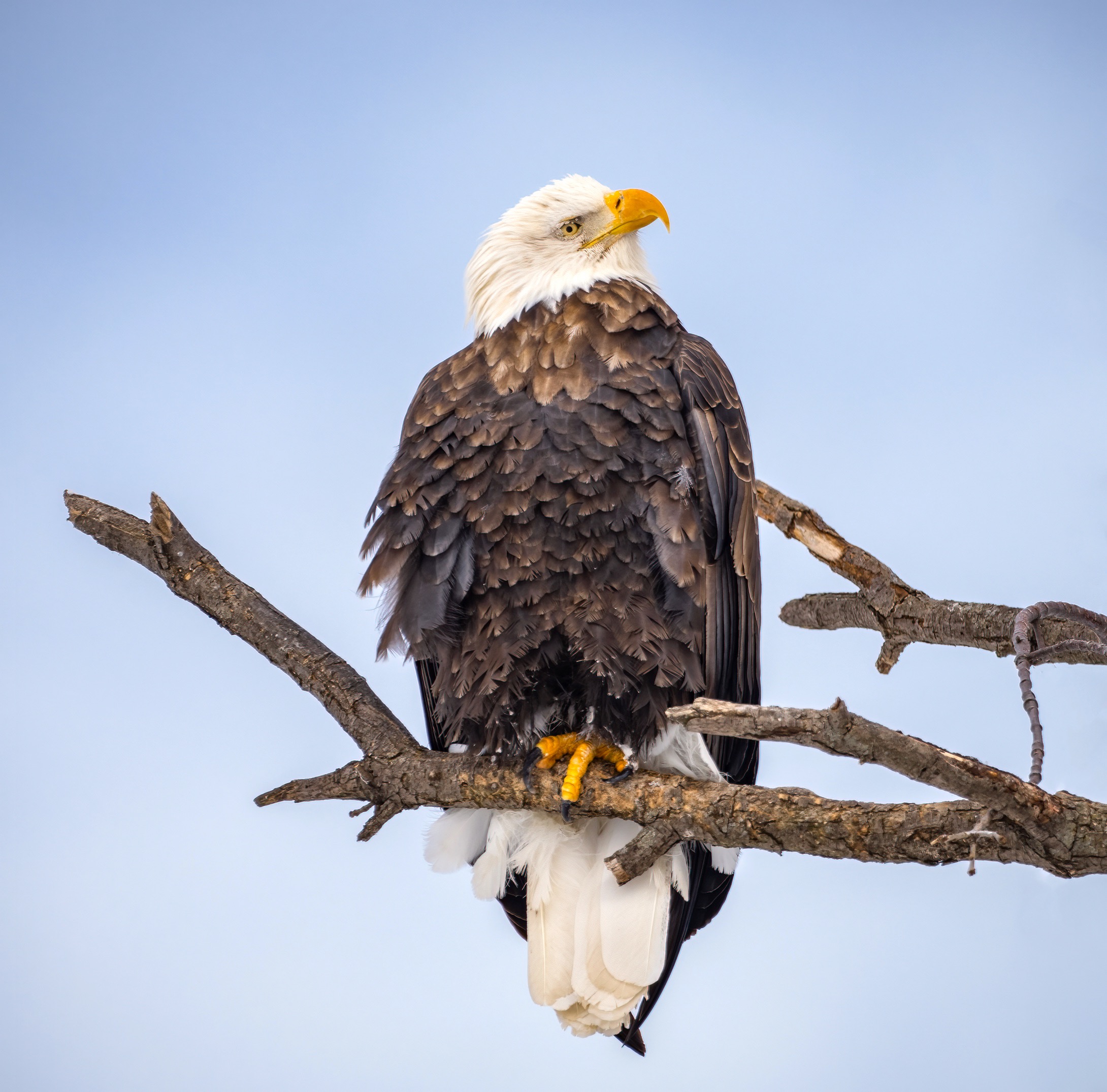 eagle-ld16-34.jpg