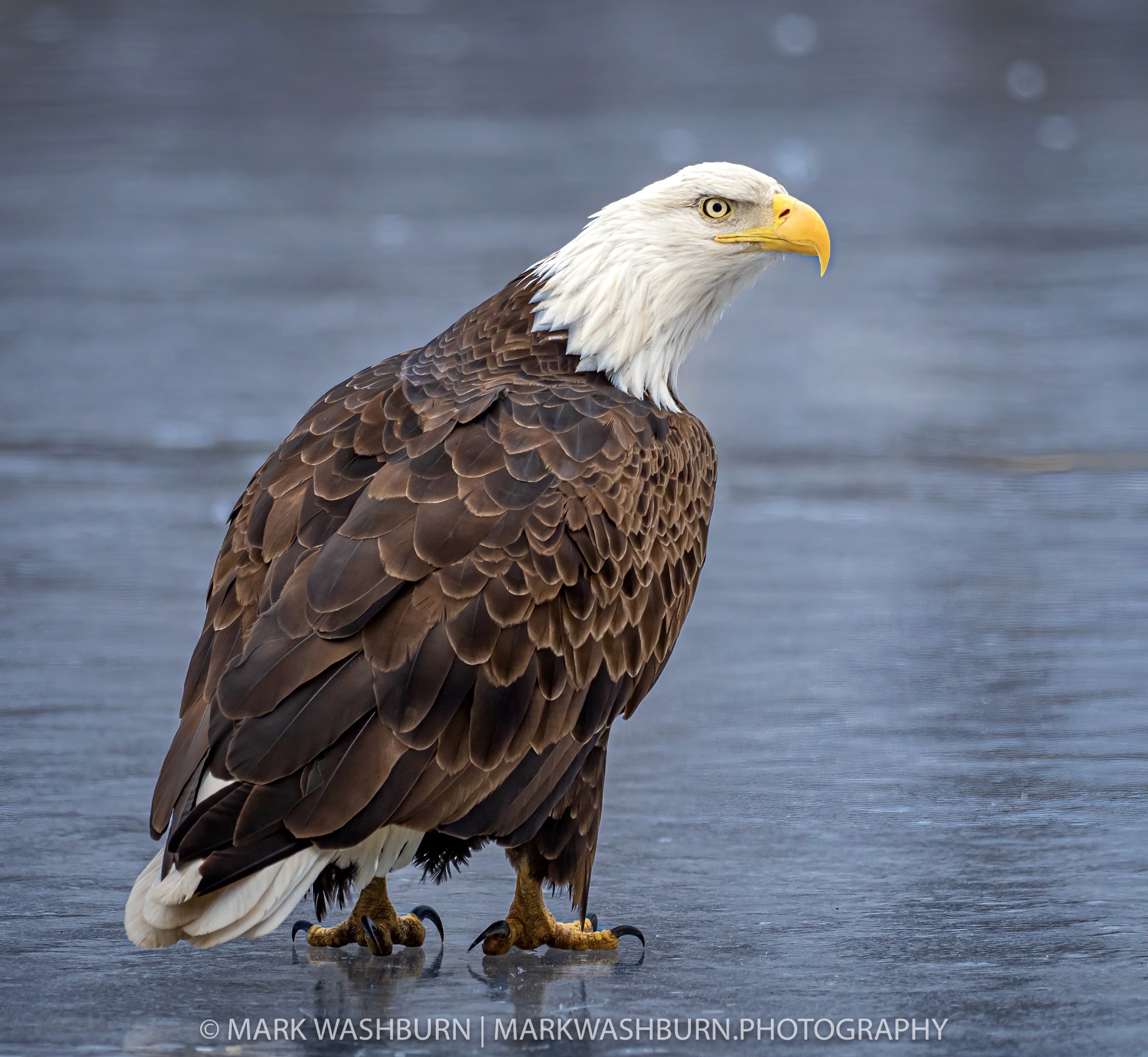 Eagle tade 12