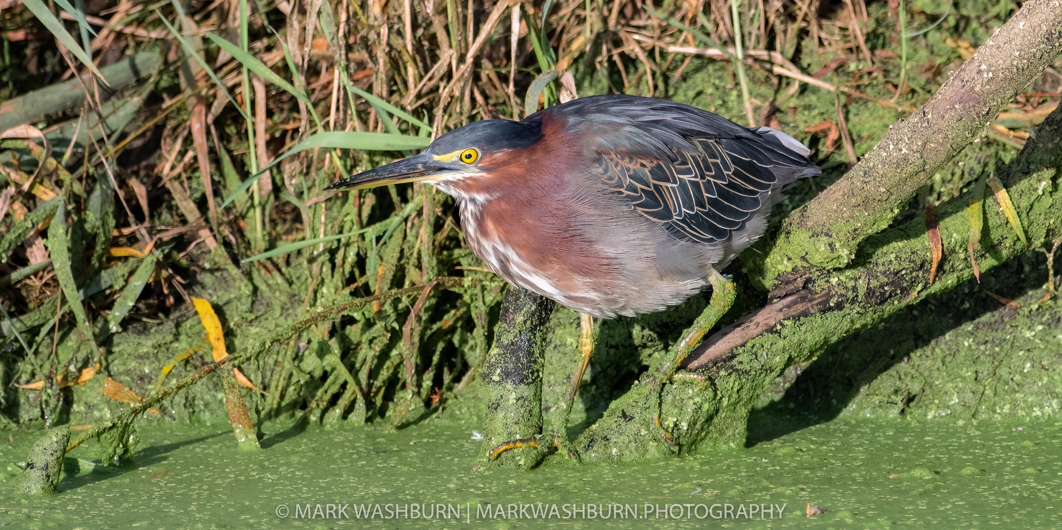 green-heron-2.jpg green-heron-2.jpg