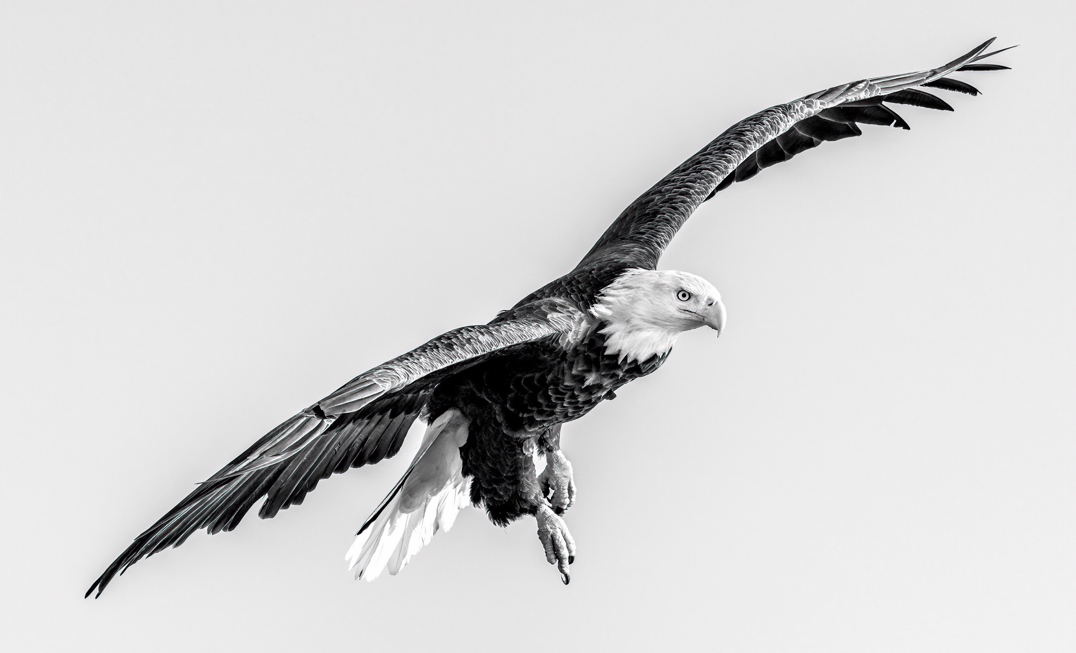 eagle-ld15.jpg eagle-ld15.jpg