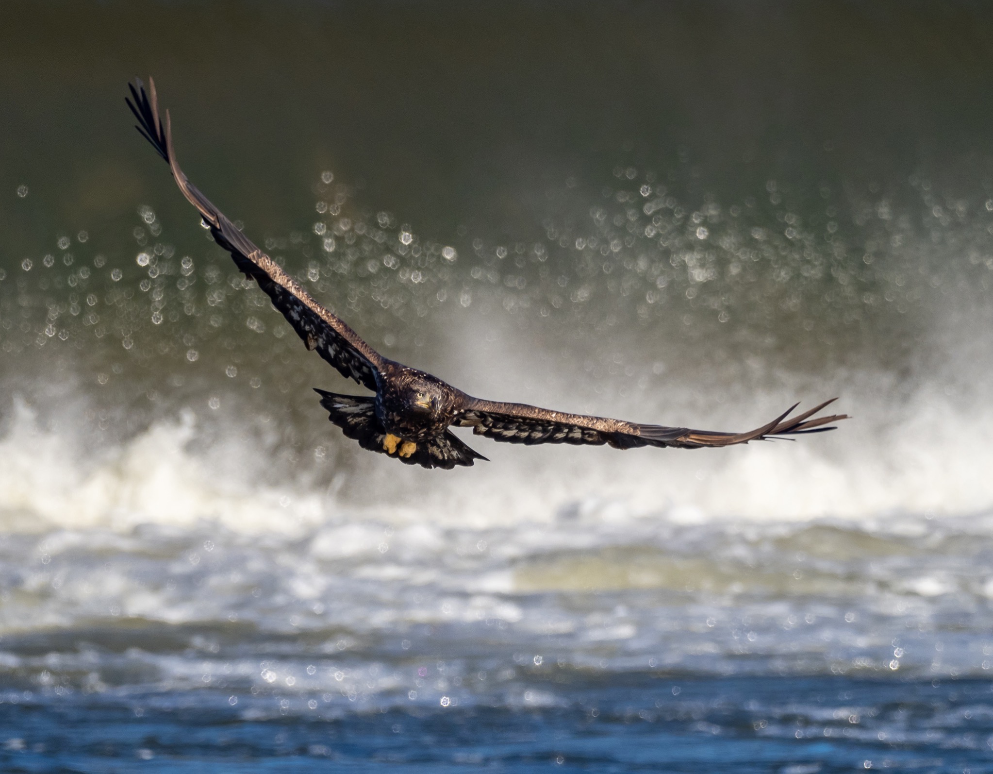 eagle-rough-waters.jpg eagle-rough-waters.jpg