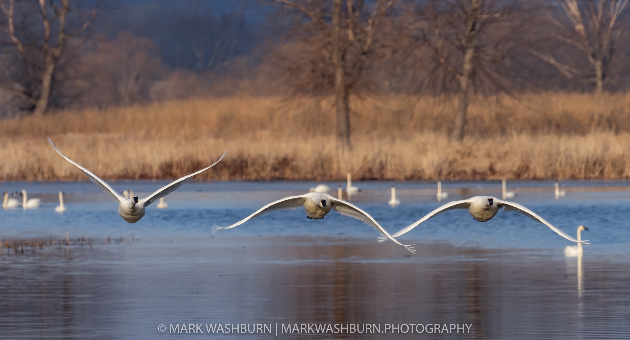swan-cones-21-13.jpg swan-cones-21-13.jpg