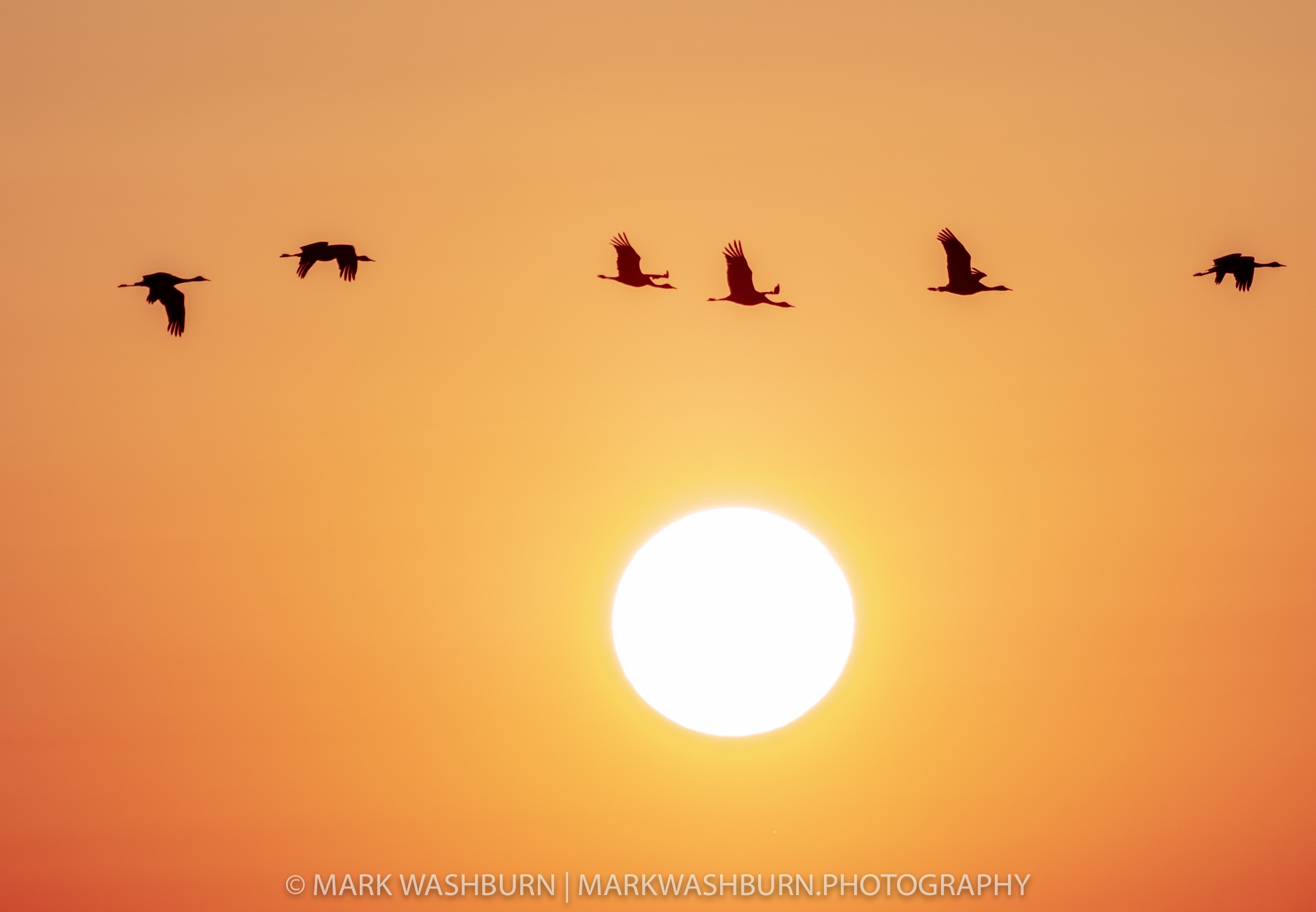 crane-sun.jpg crane-sun.jpg