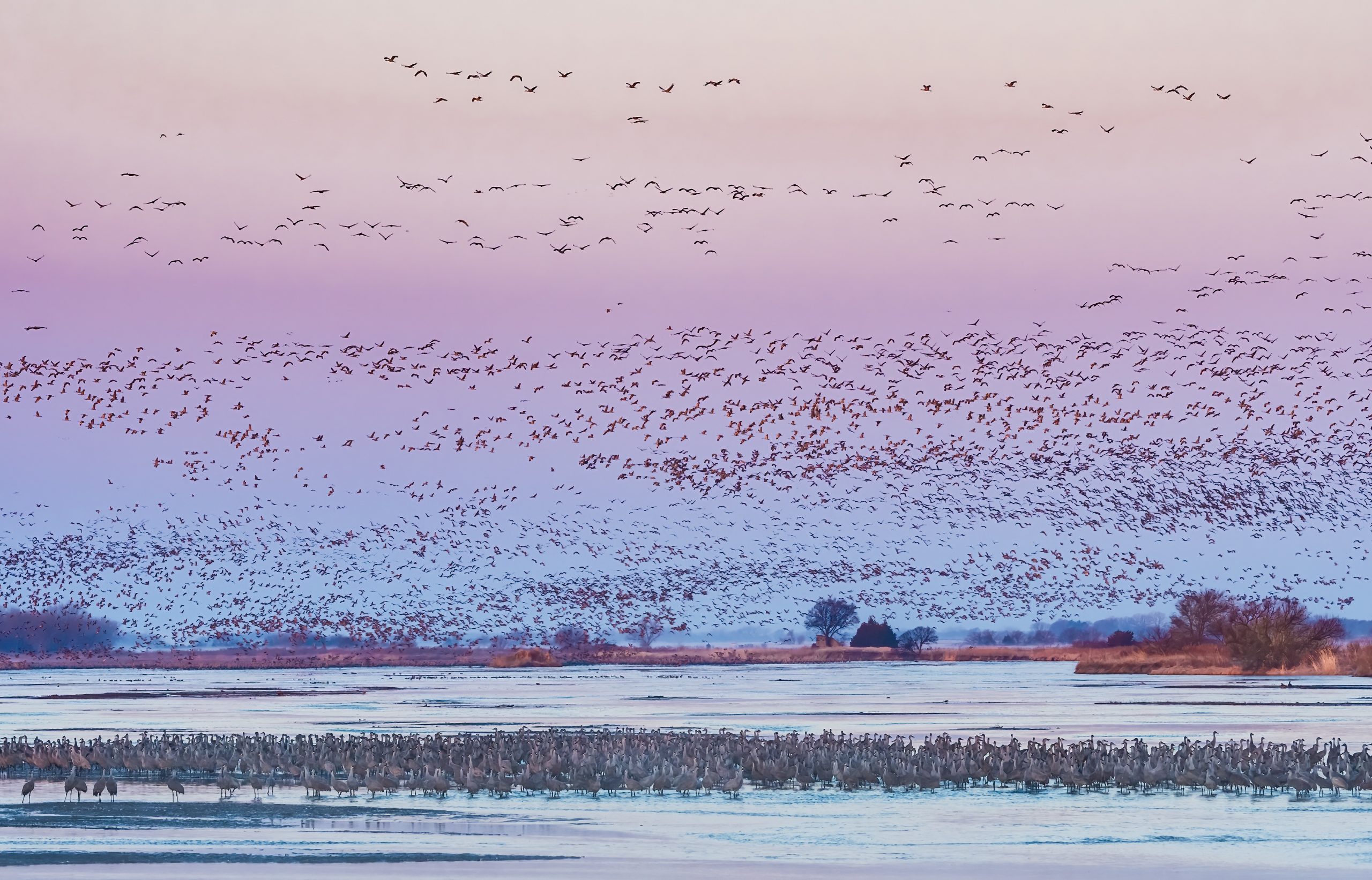 crane-wide-6.jpg