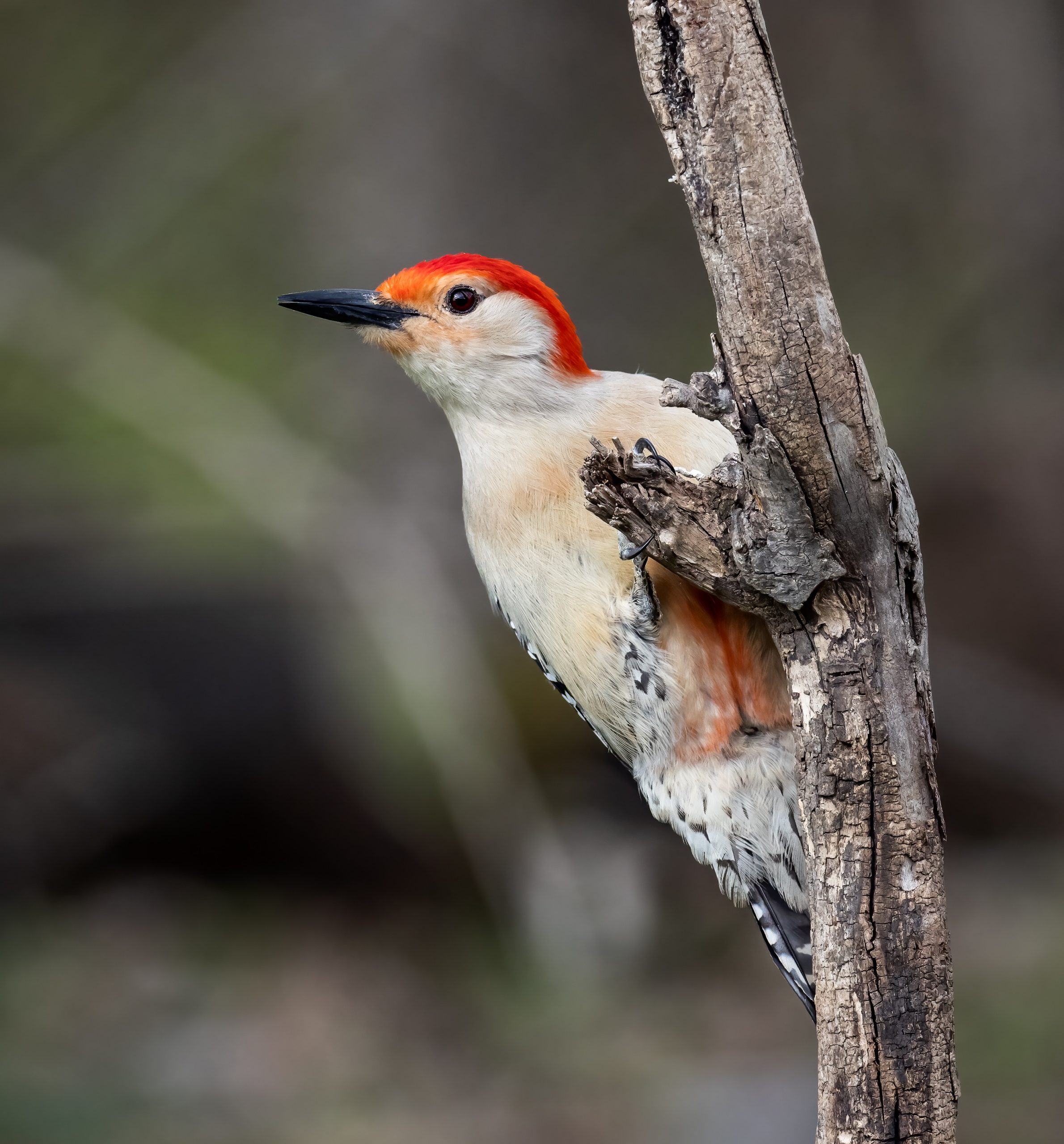 redbelly-21.jpg Redbelly 21