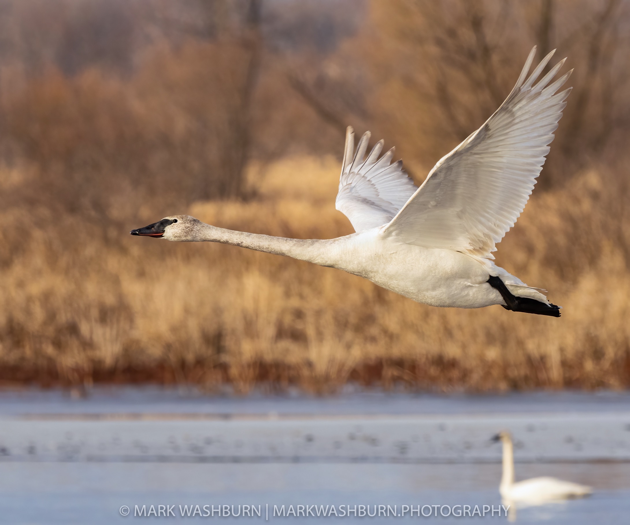 swan-cones-21-6.jpg
