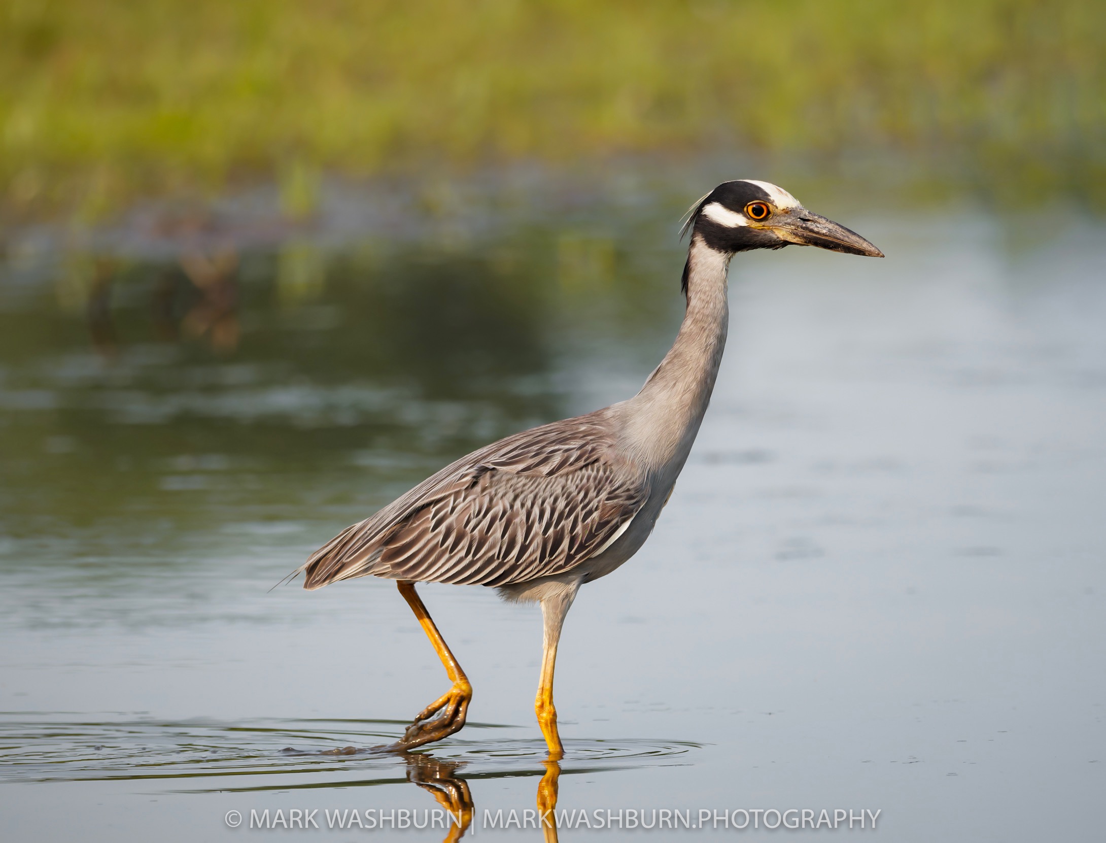 Night heron 6