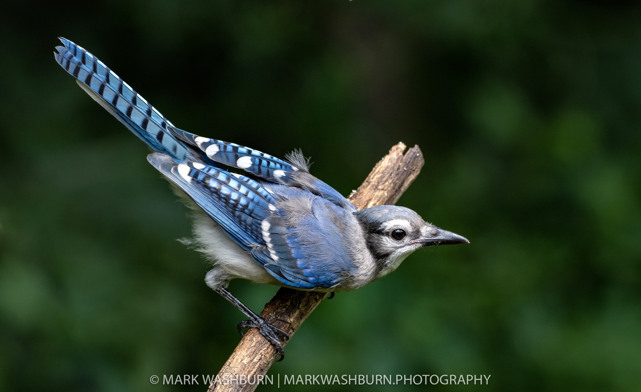 bluejay-young-2.jpg Bluejay young 2