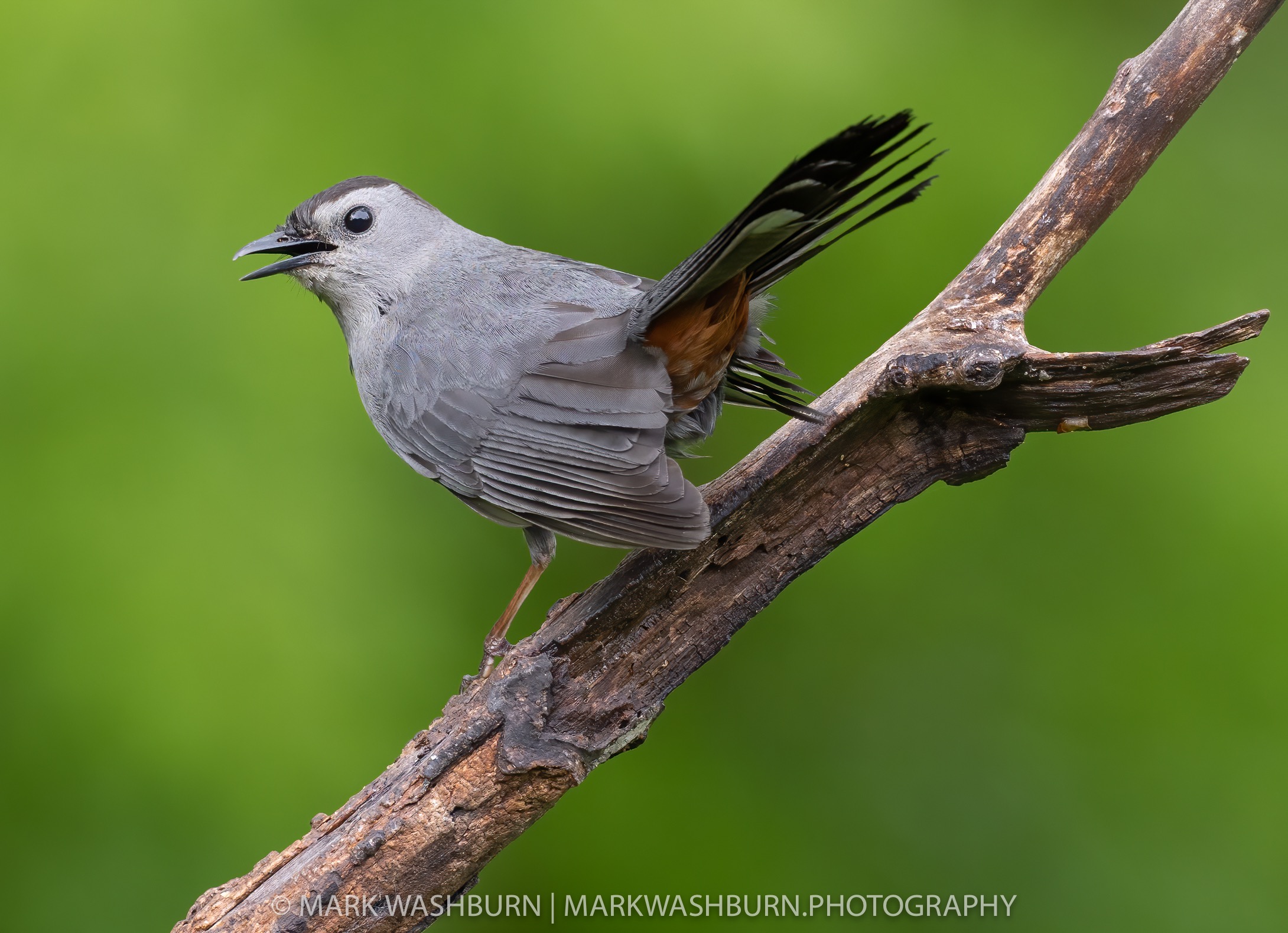 catbird-green-21.jpg Catbird green 21