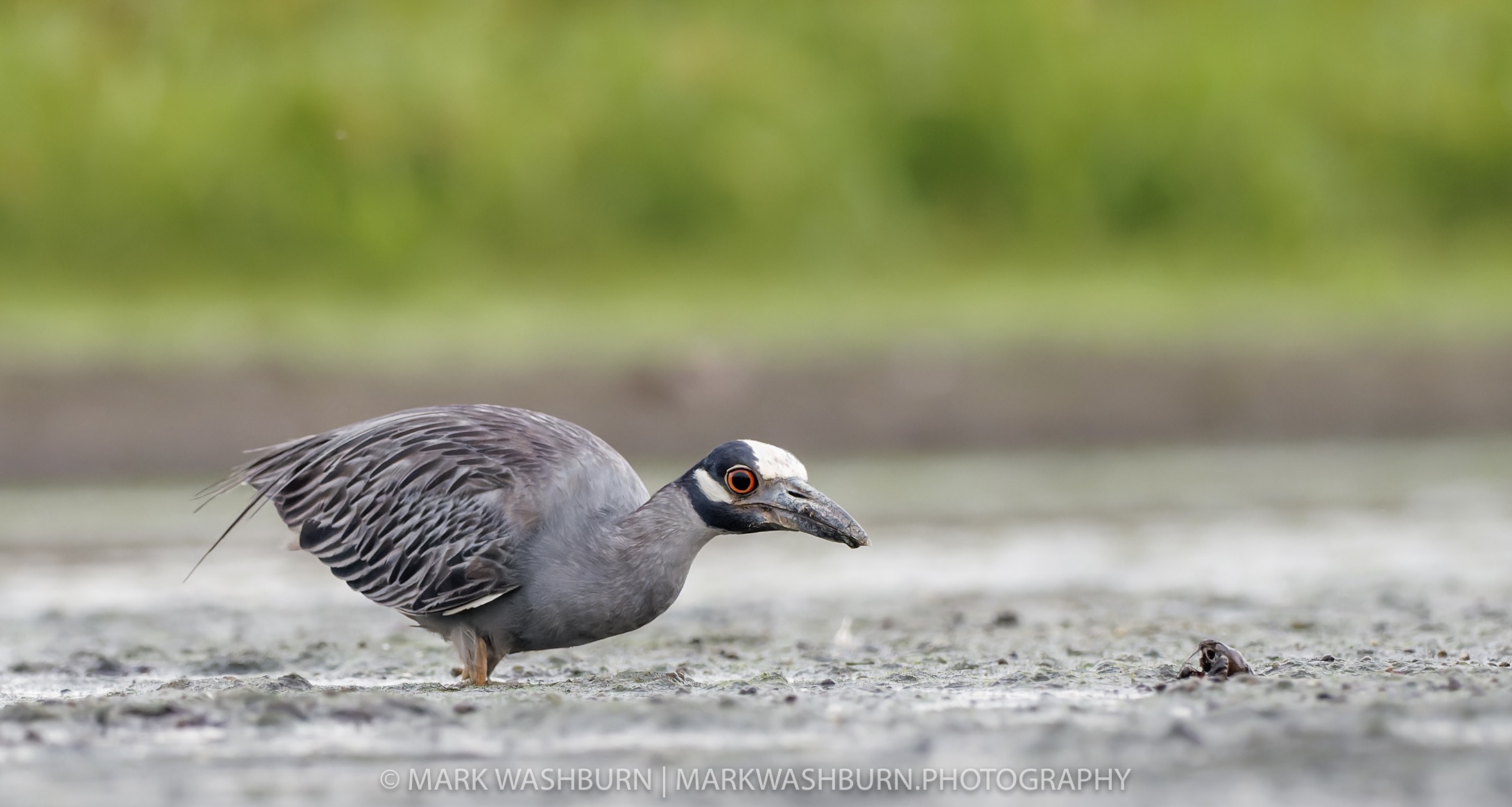 heron-crayfish-2.jpg Heron crayfish 2