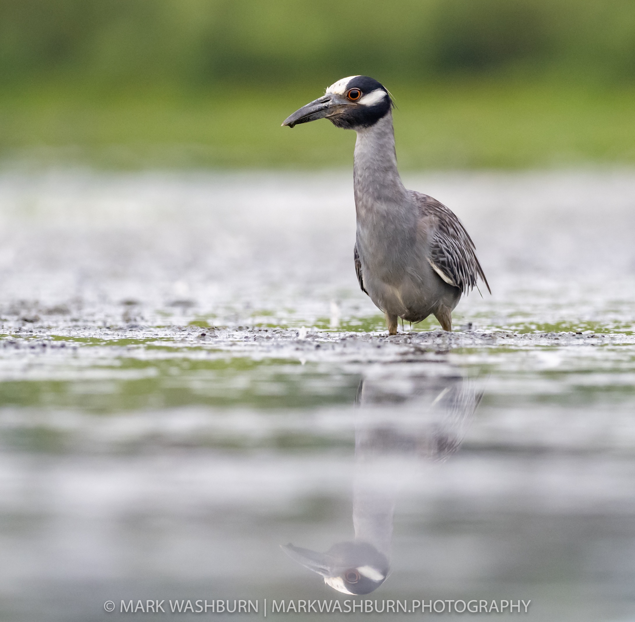 Heron reflections