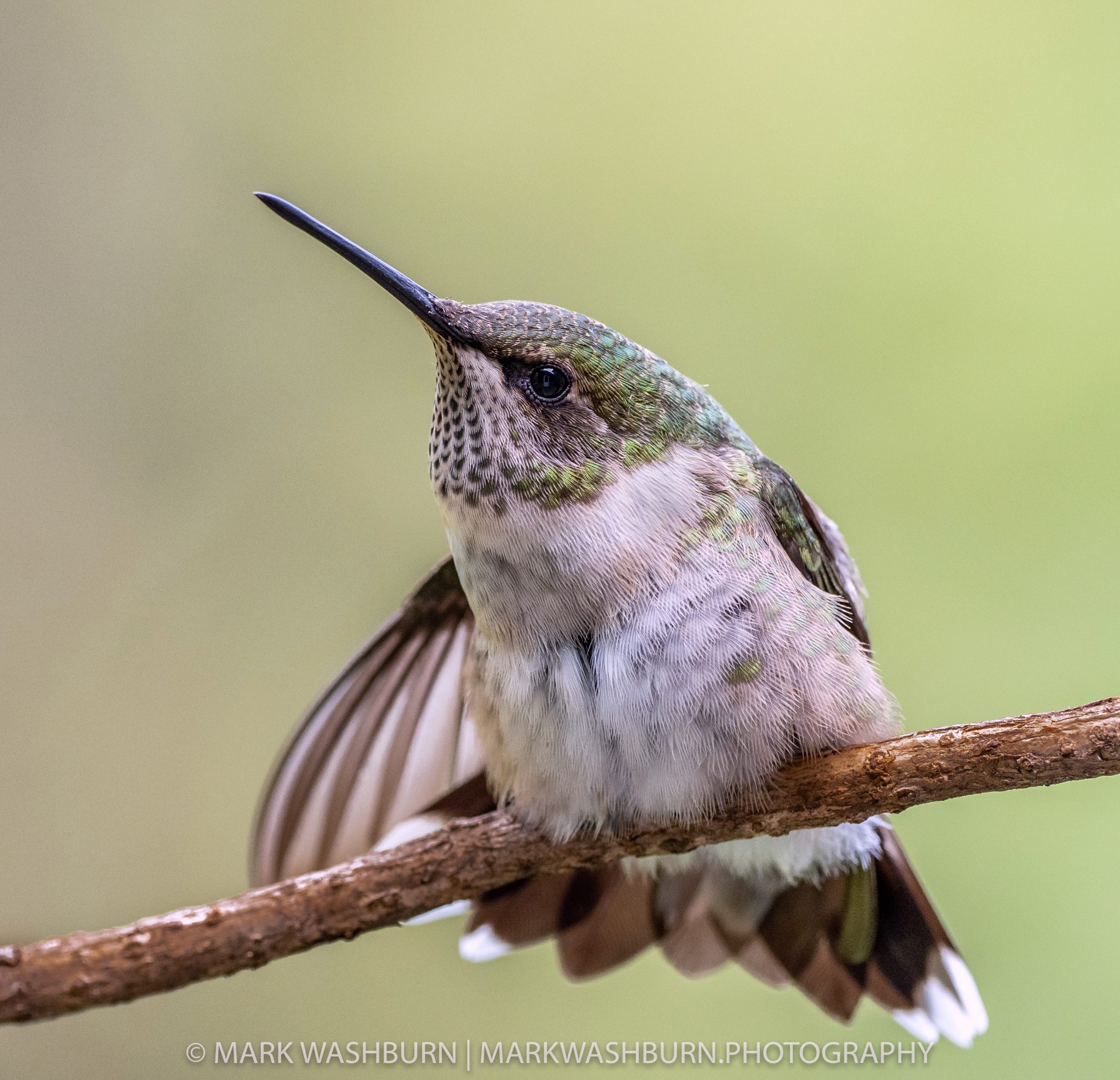 hummer-fall-stretch-19-2.jpg Hummer fall stretch 19 2