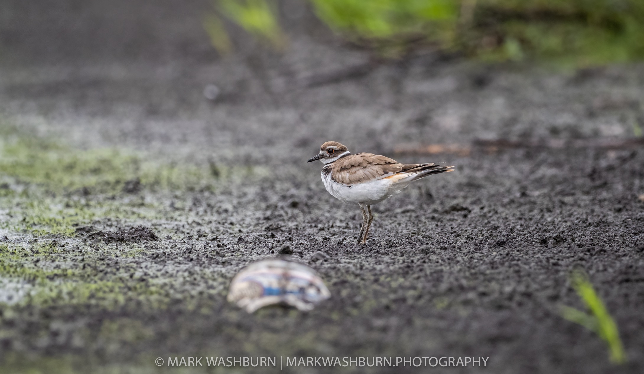 Killdeer can