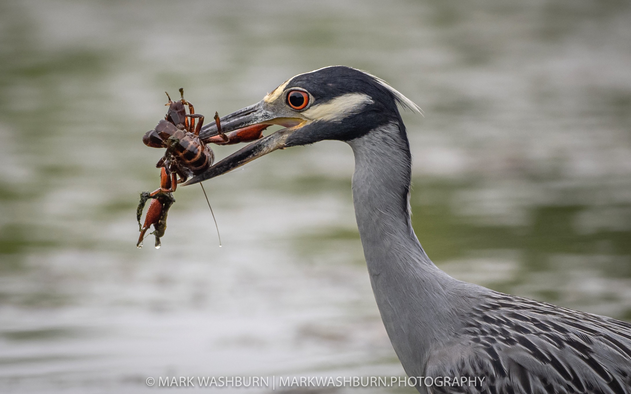 night-heron-14.jpg Night heron 14