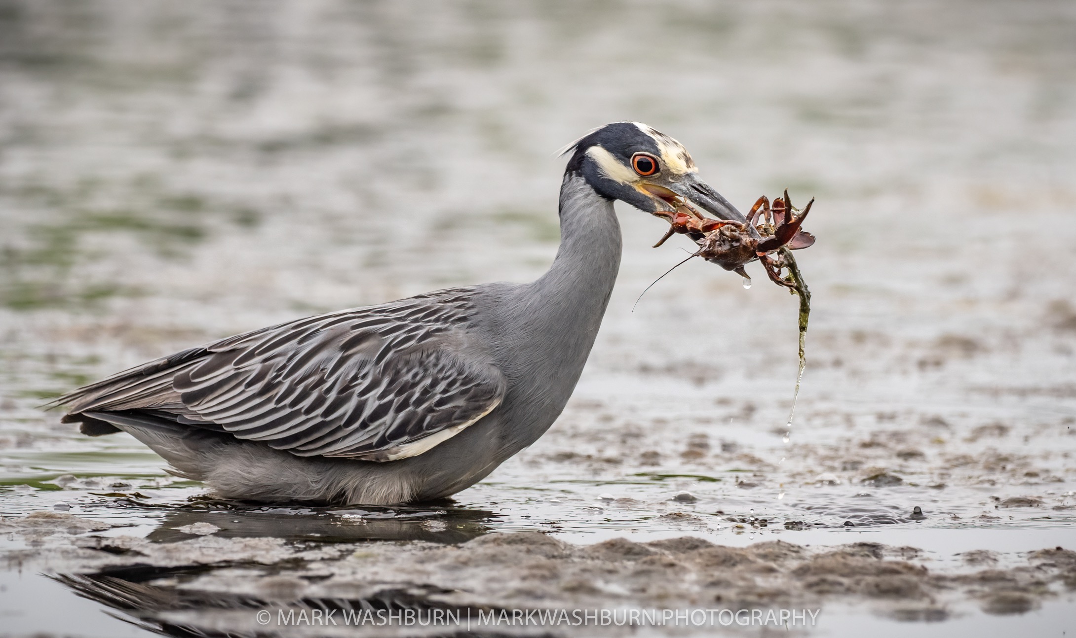 Night heron crayfish