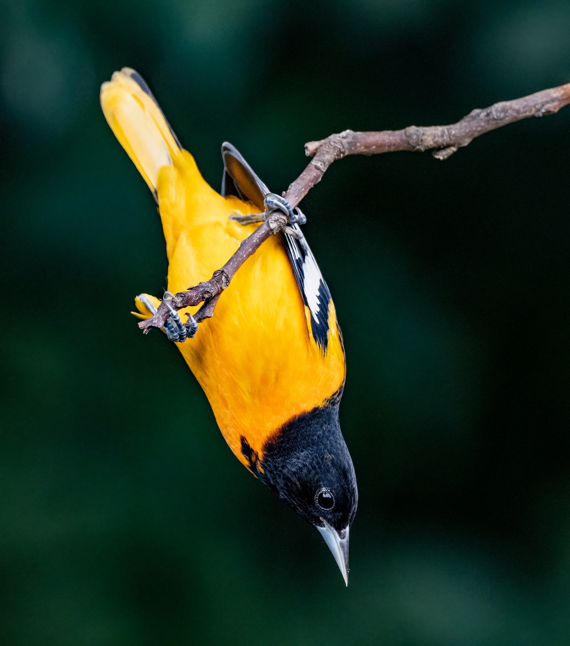 oriole-hanger-on.jpg Oriole hanger on