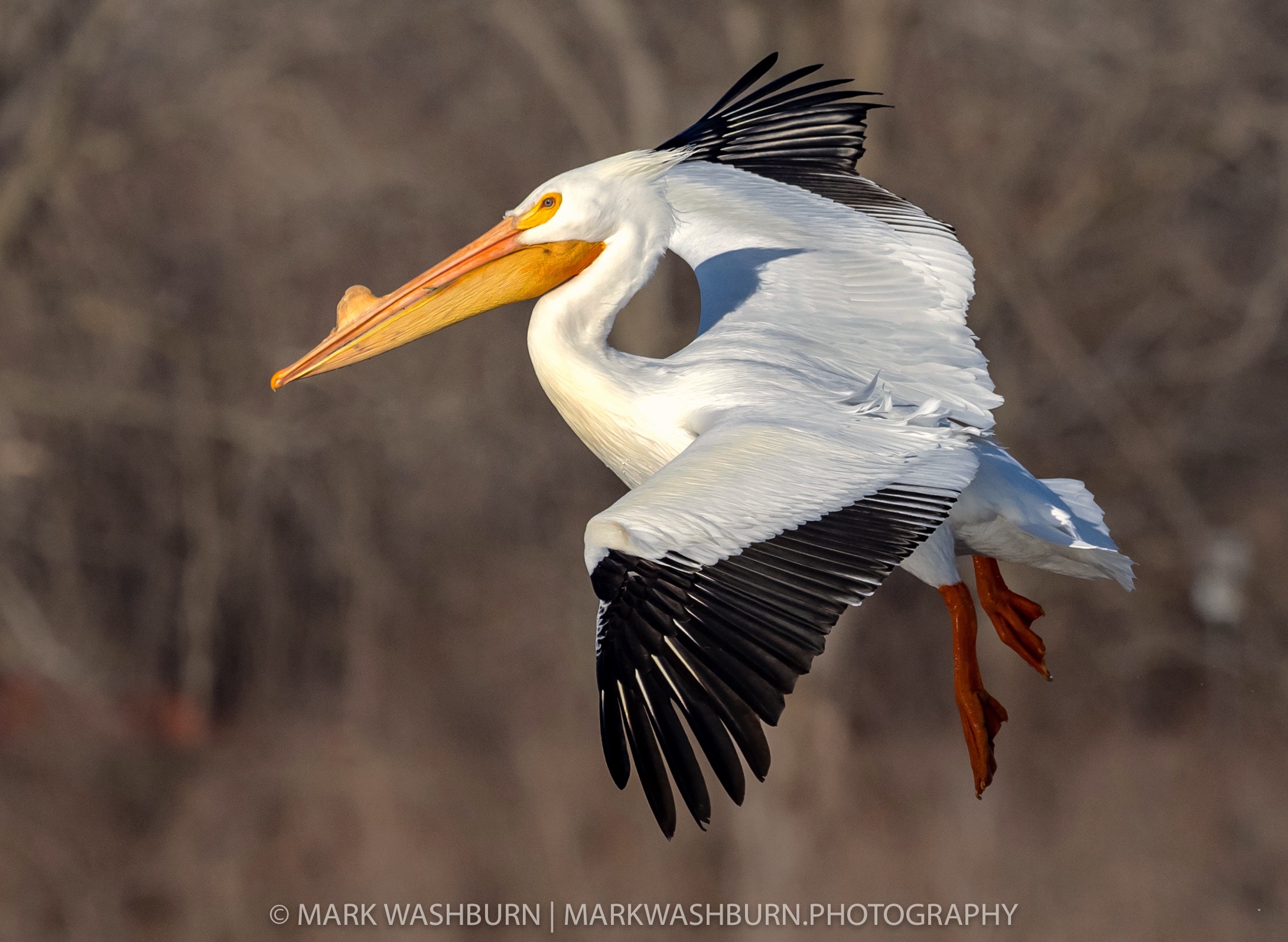pelican-redrock-x-6.jpg Pelican redrock x 6