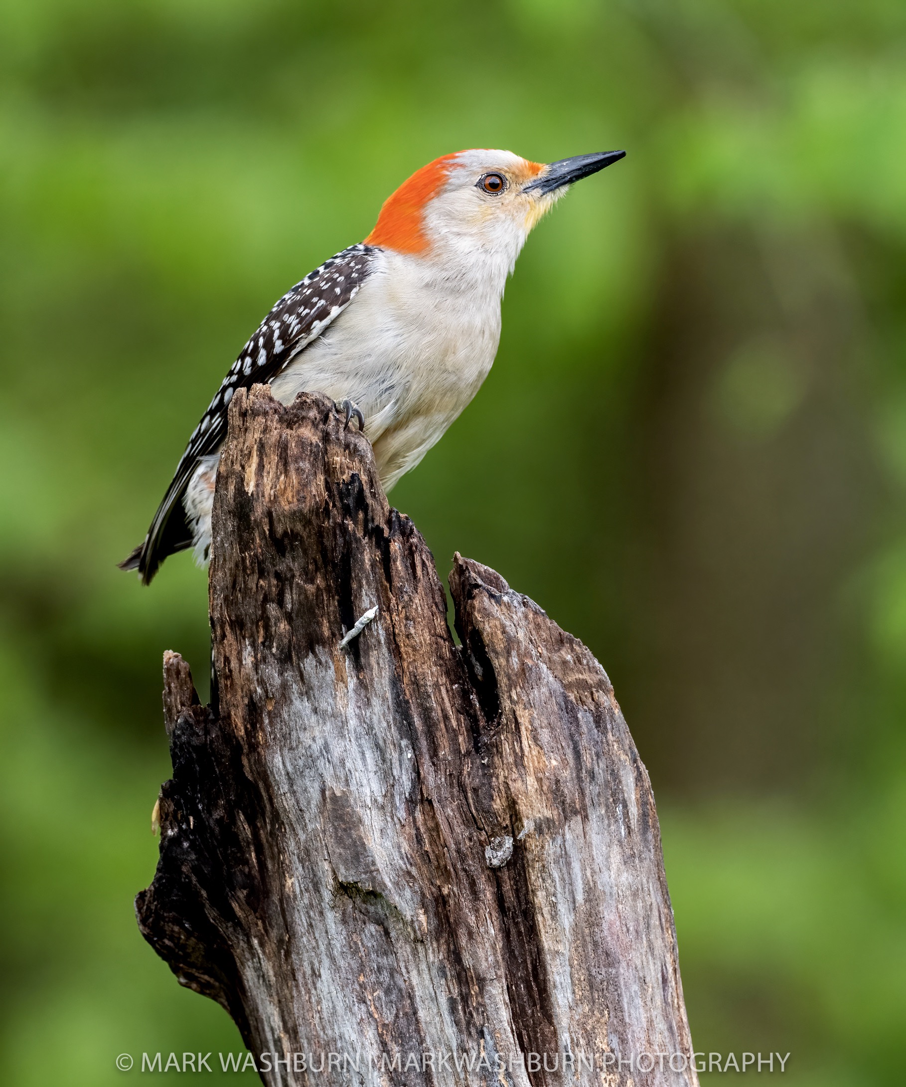 red-belly-21.jpg Red belly 21
