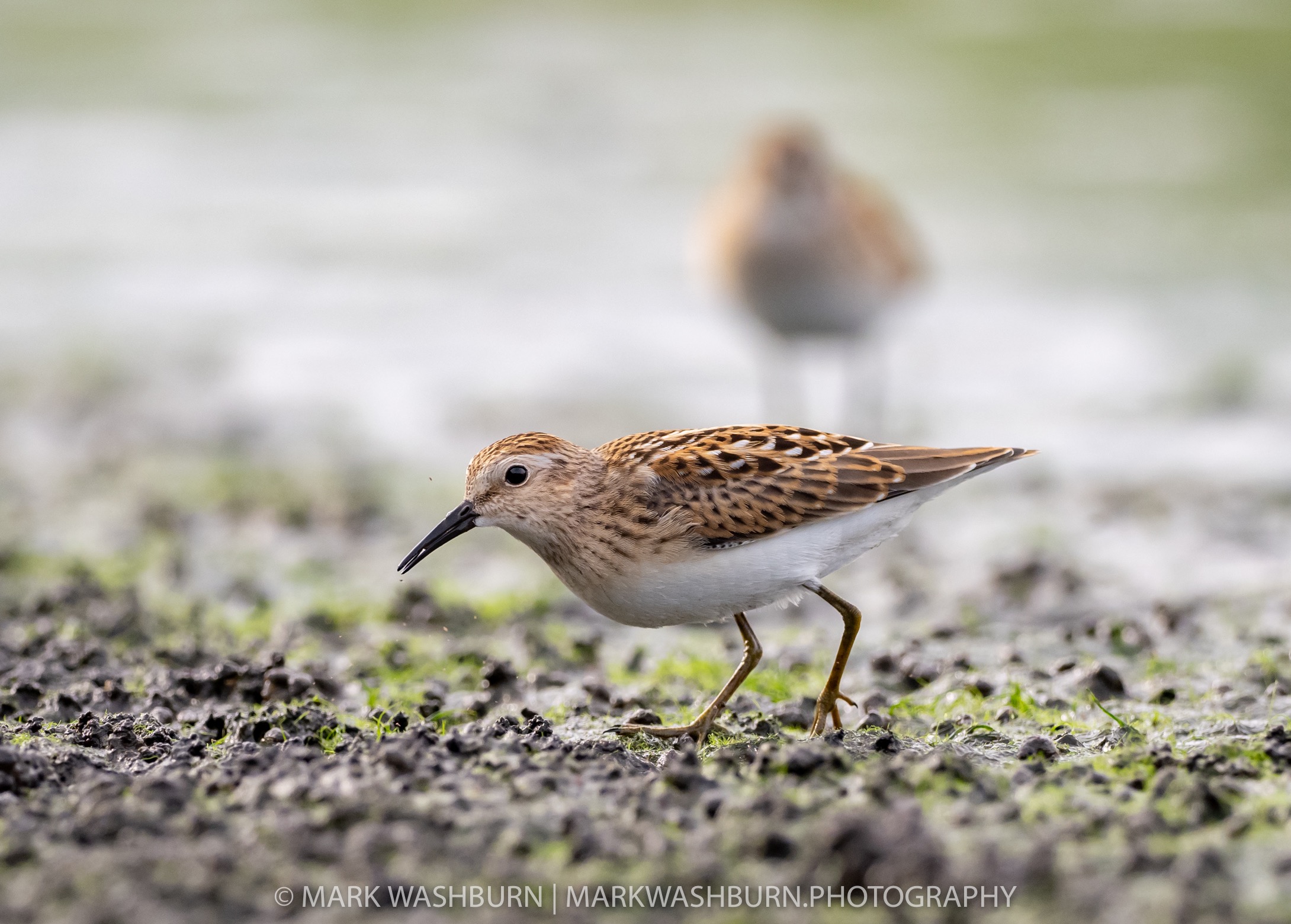 shorebird-2.jpg Shorebird 2