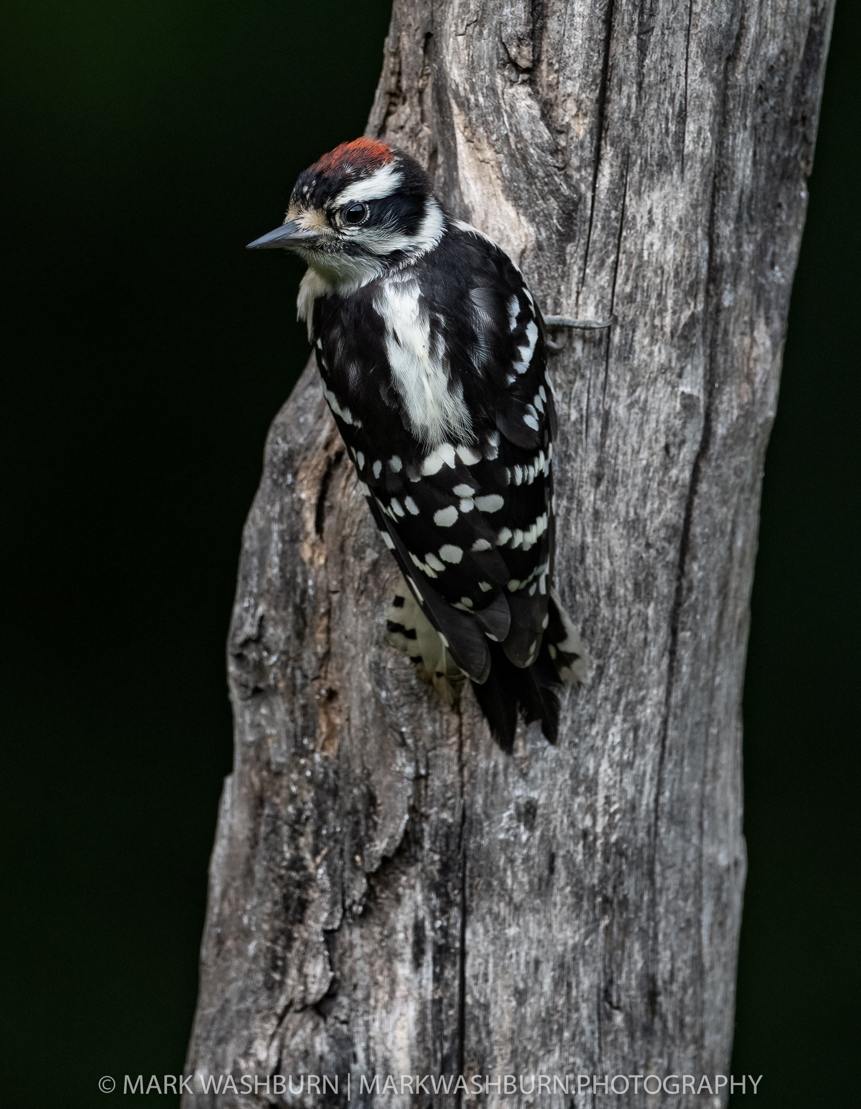 woodpecker-black.jpg Woodpecker black