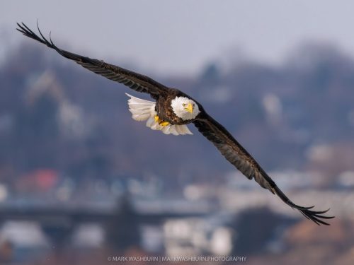 eagle-16-city