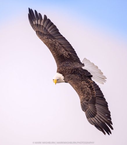 eagle-bank-8