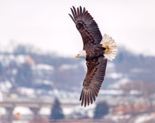 eagle-evening-28
