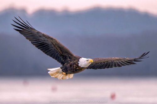 eagle-ld16-70-1
