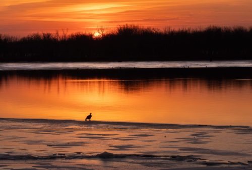 eagle-sunrise