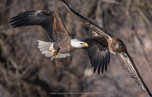 eagle-chase-muscatine-marina-2