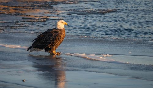 eagle-last-light
