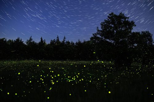 fireflies-discovery-park-25