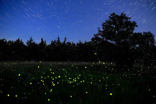 fireflies-discovery-park-25 (1)